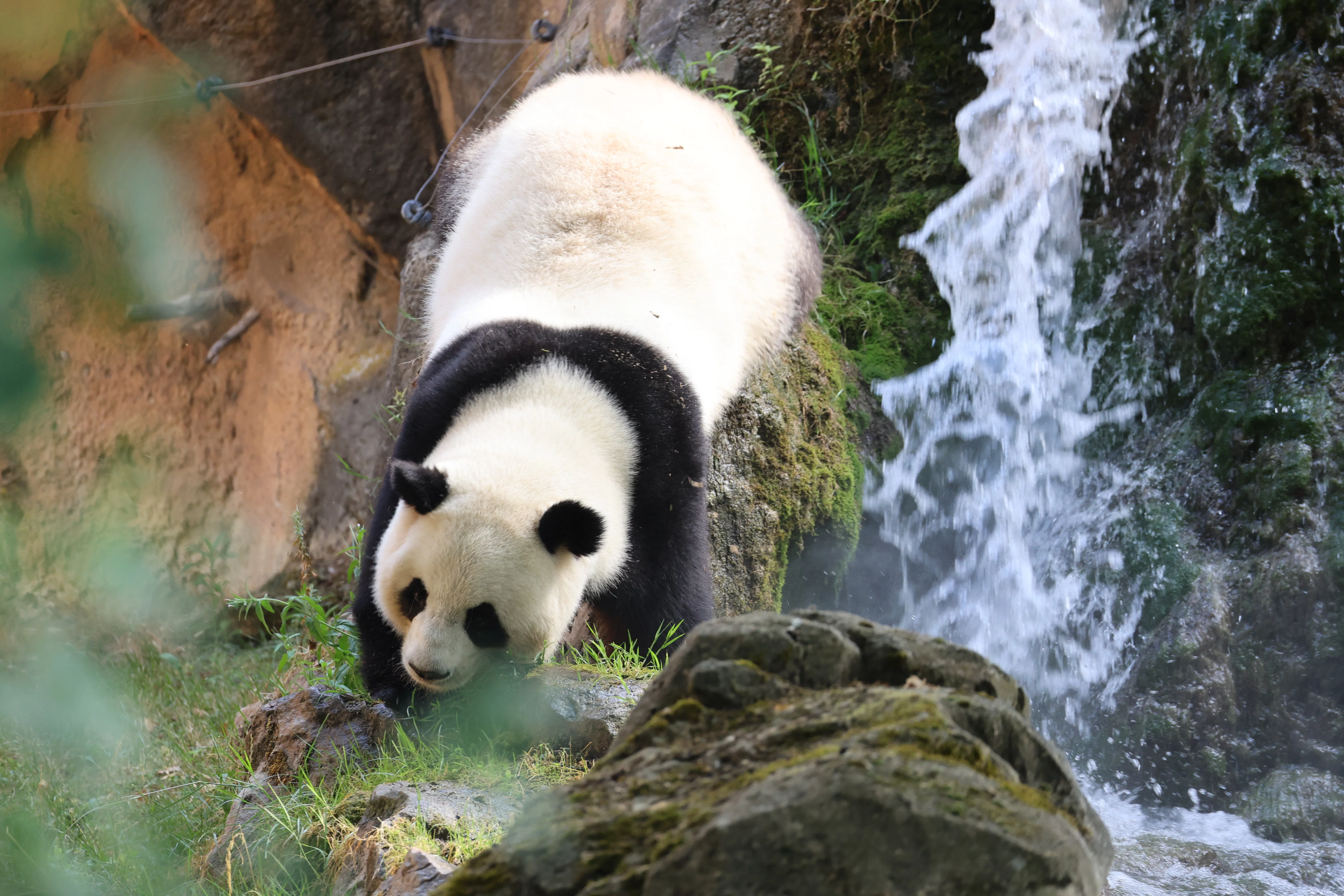ZooParc de Beauval