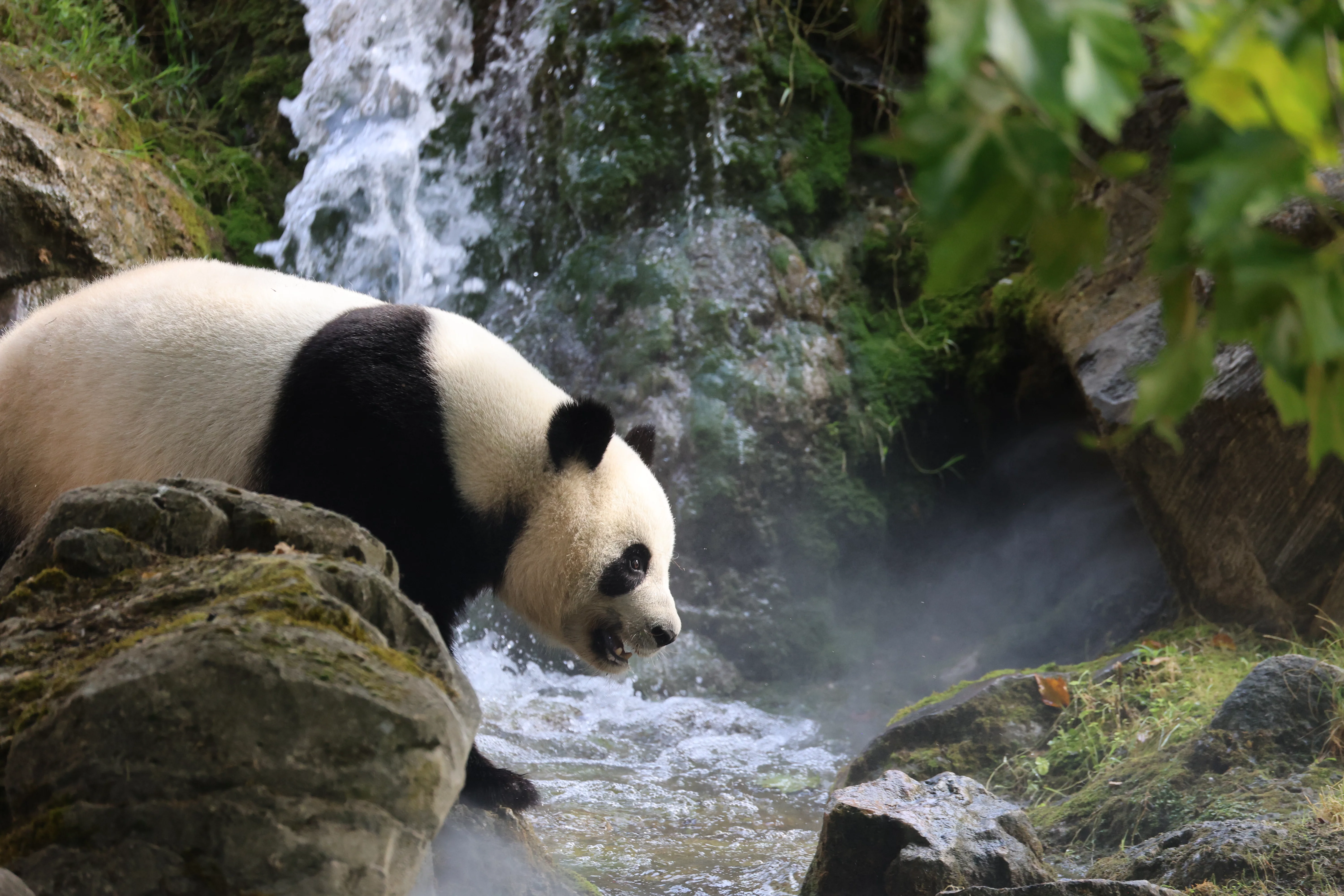 ZooParc de Beauval