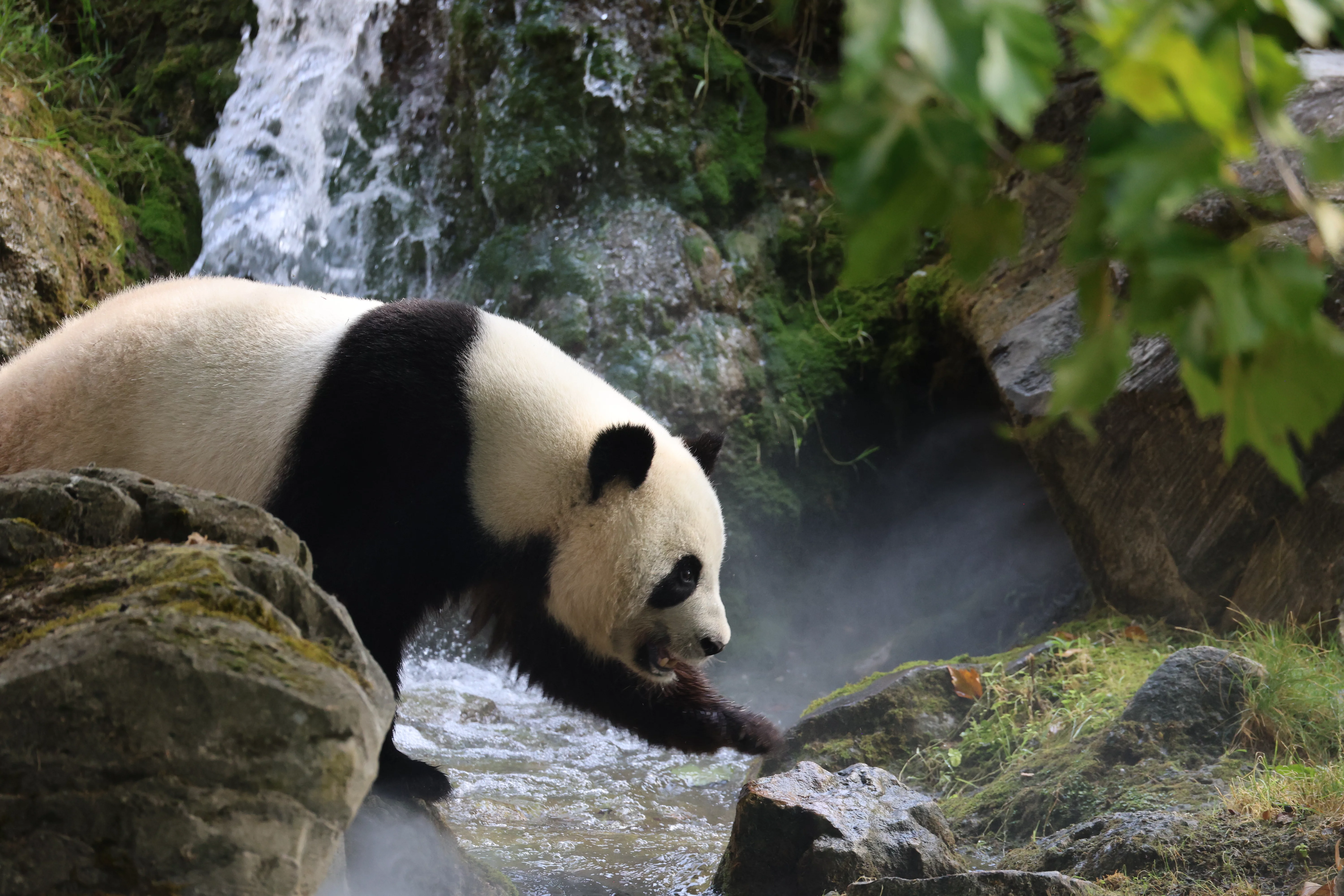 ZooParc de Beauval