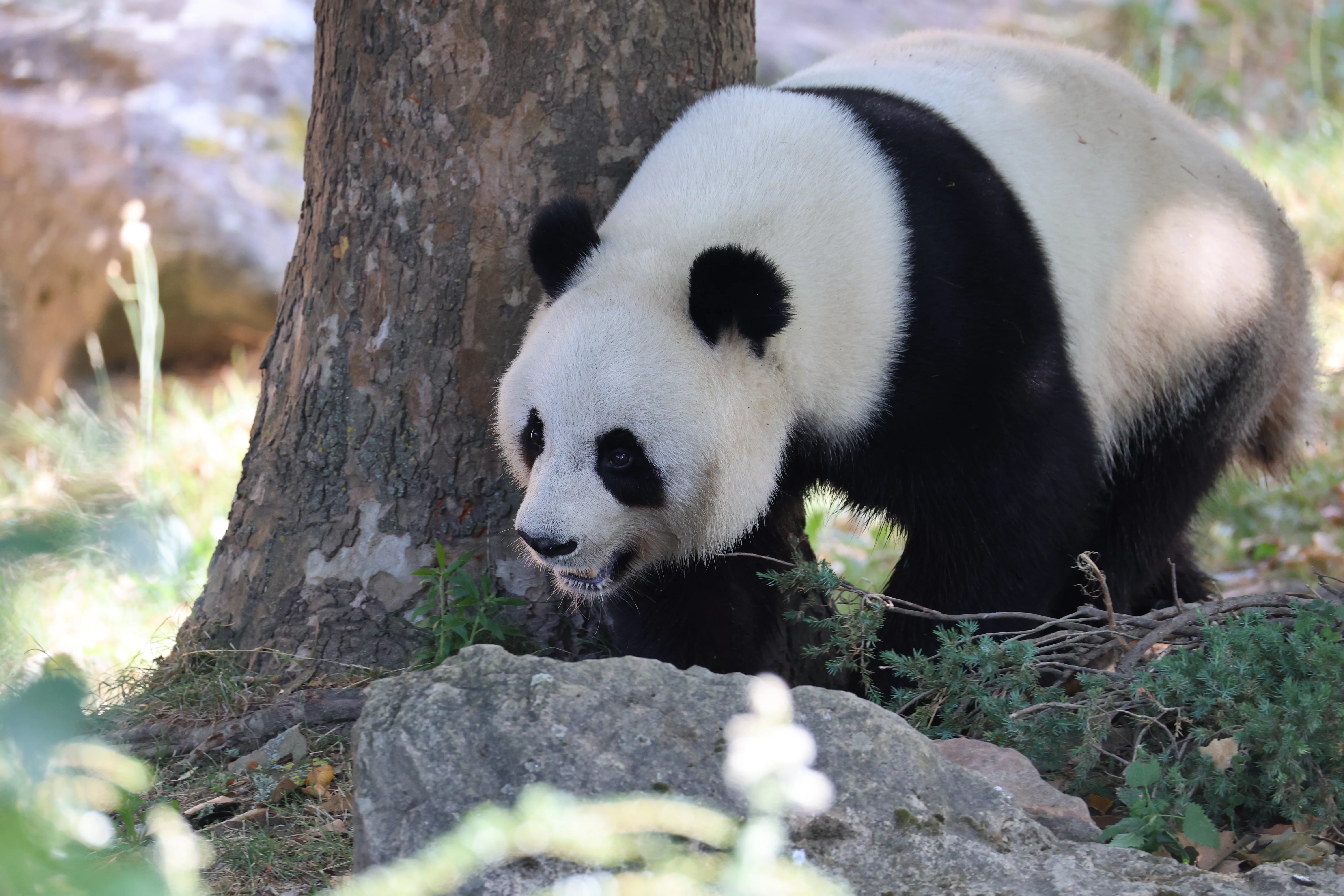 ZooParc de Beauval