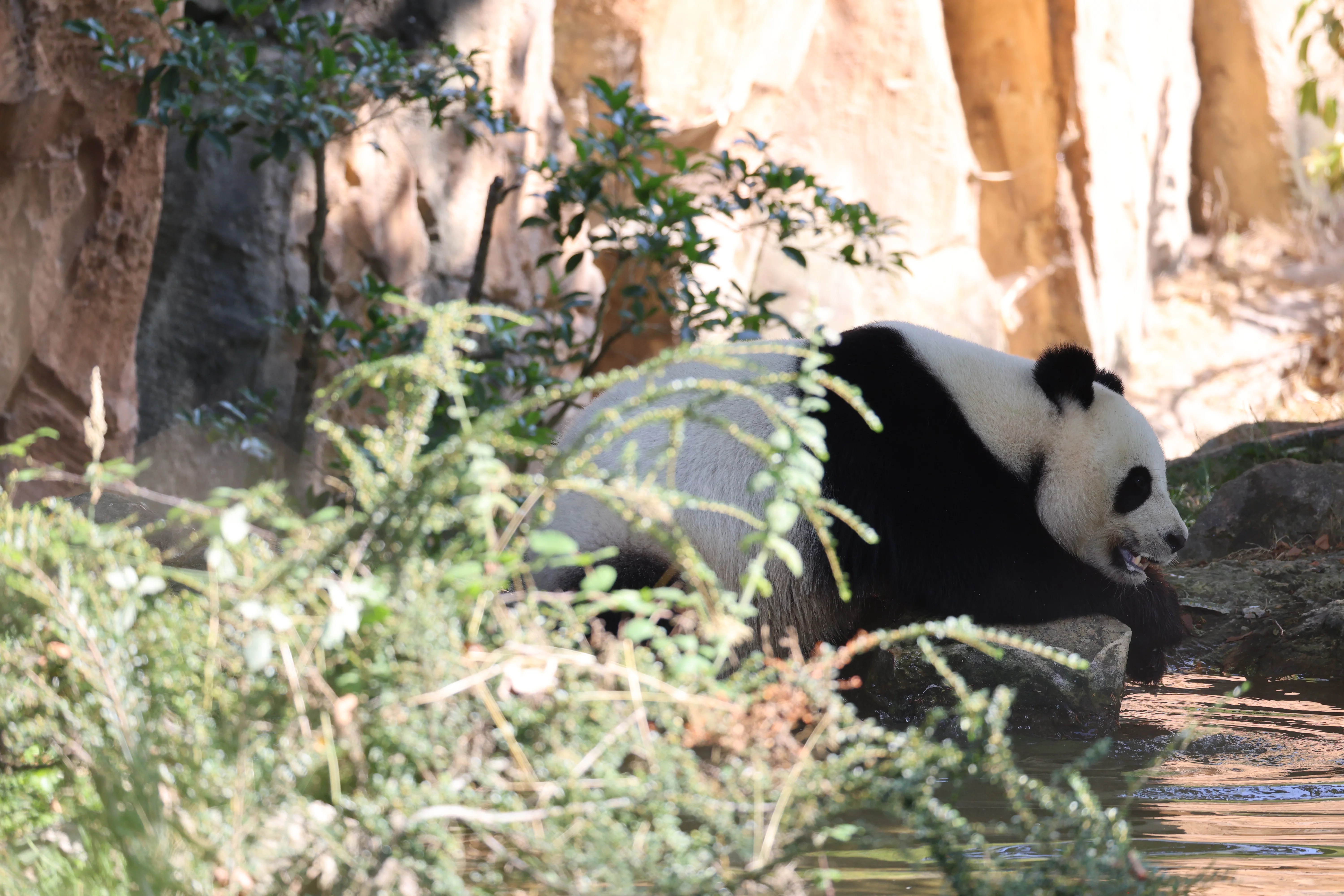ZooParc de Beauval
