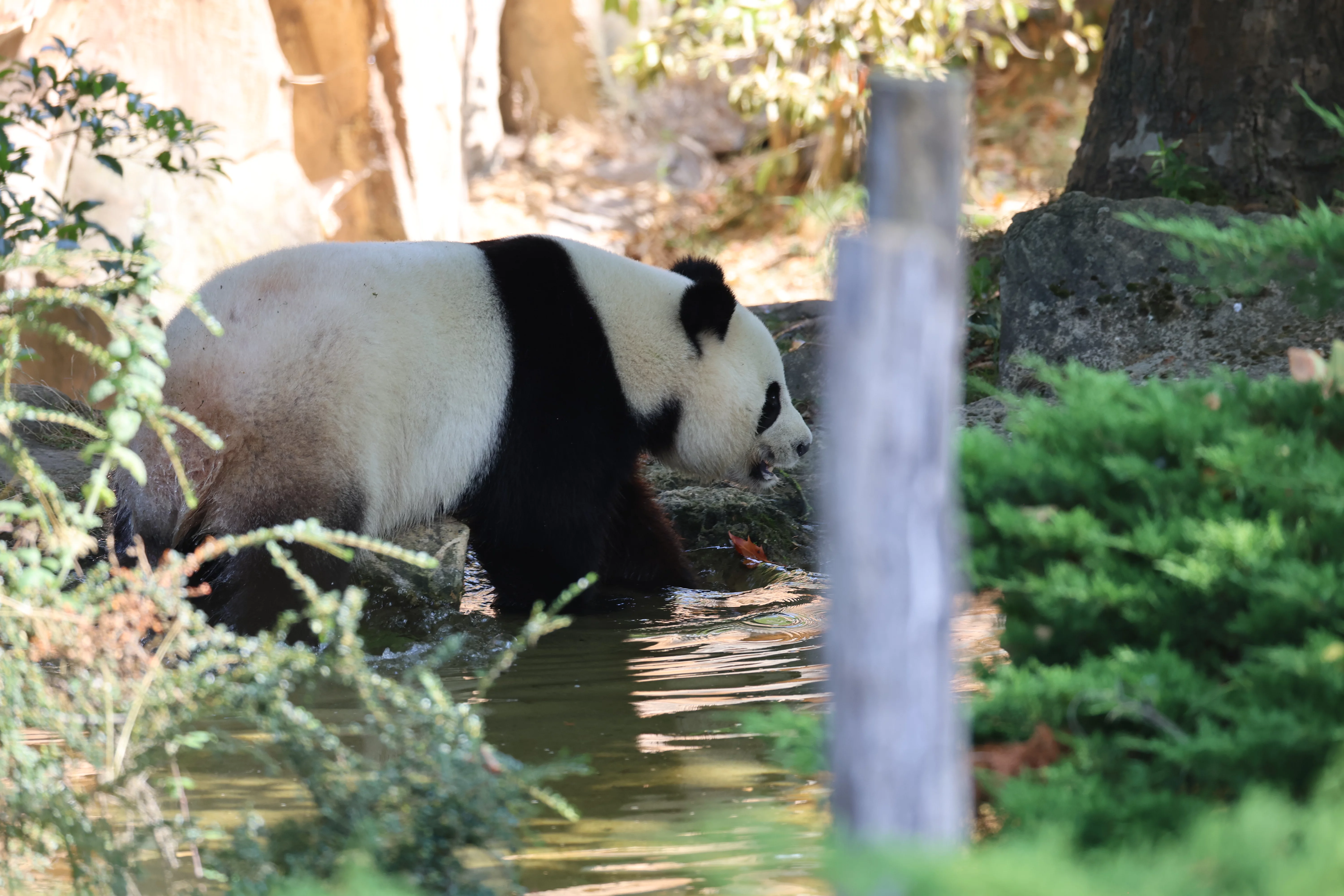 ZooParc de Beauval