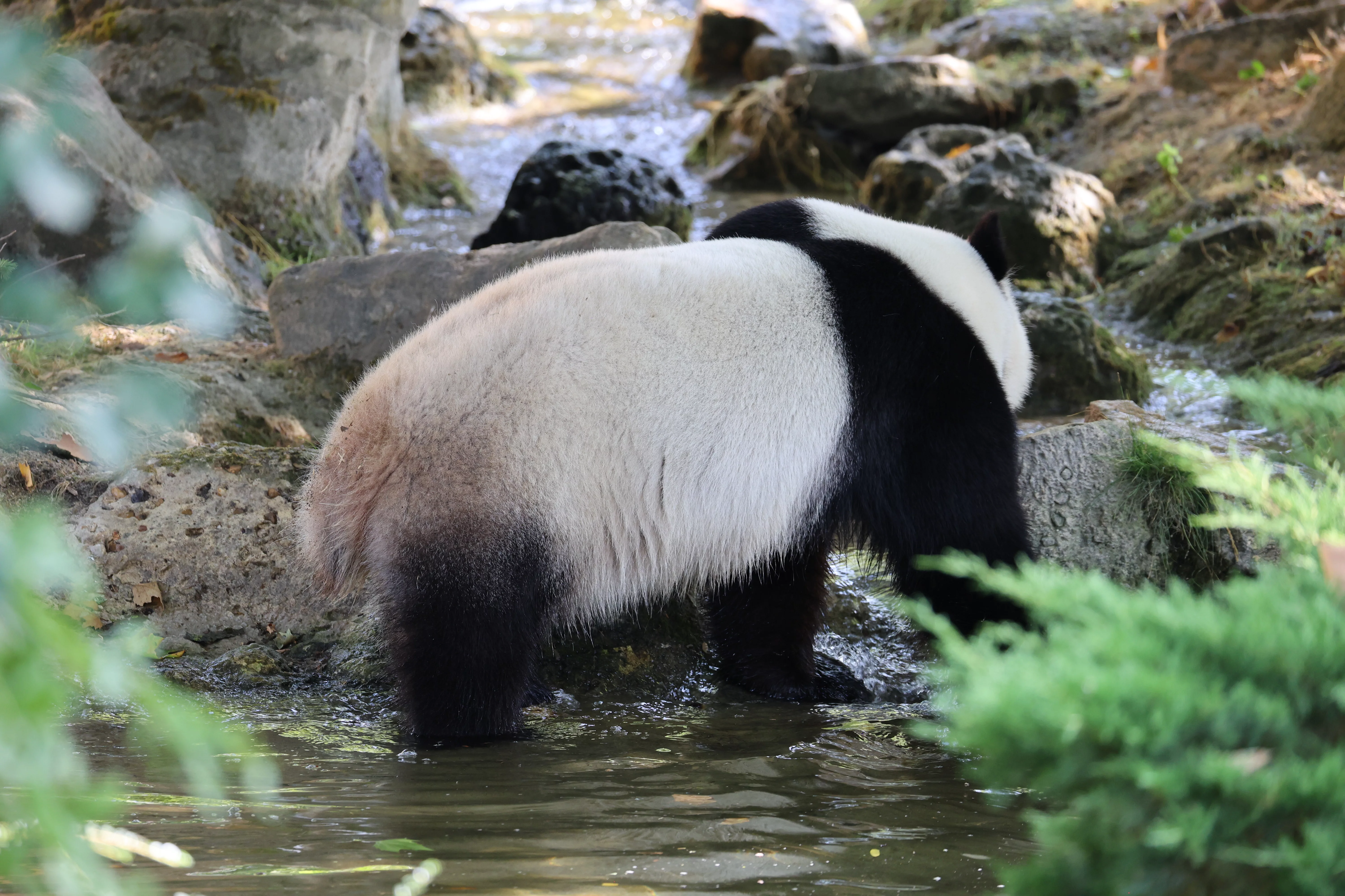 ZooParc de Beauval