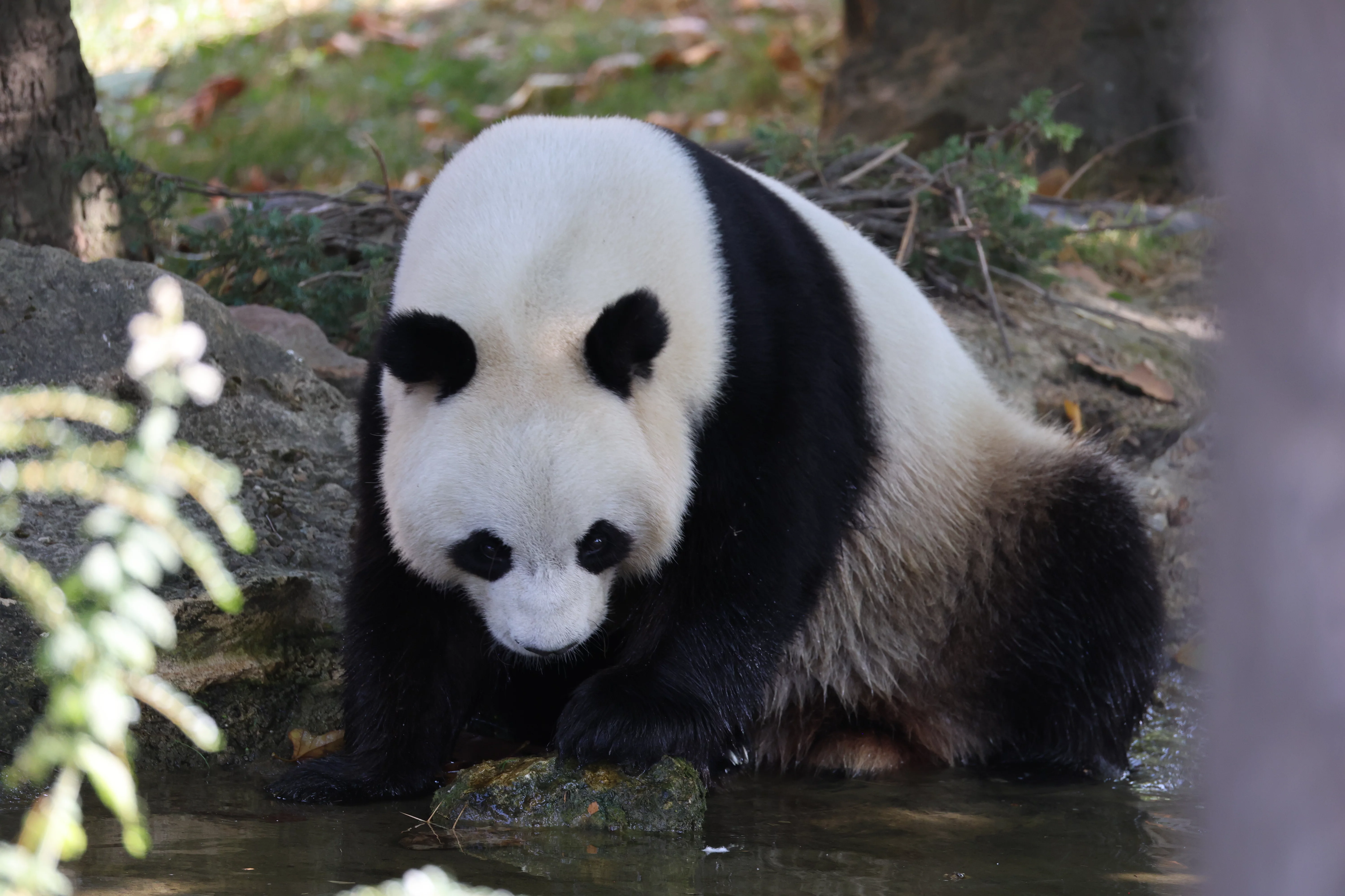 ZooParc de Beauval