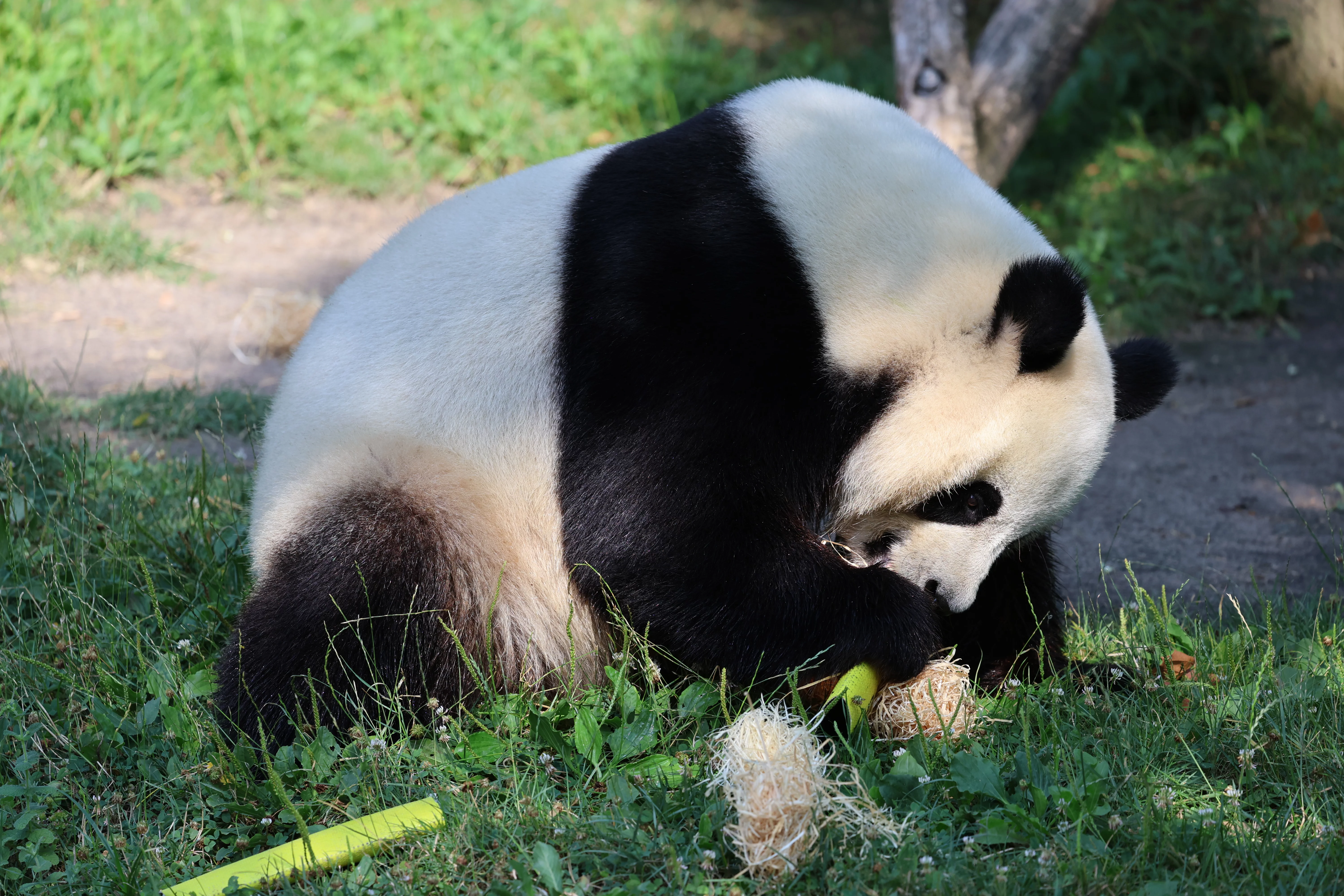 ZooParc de Beauval