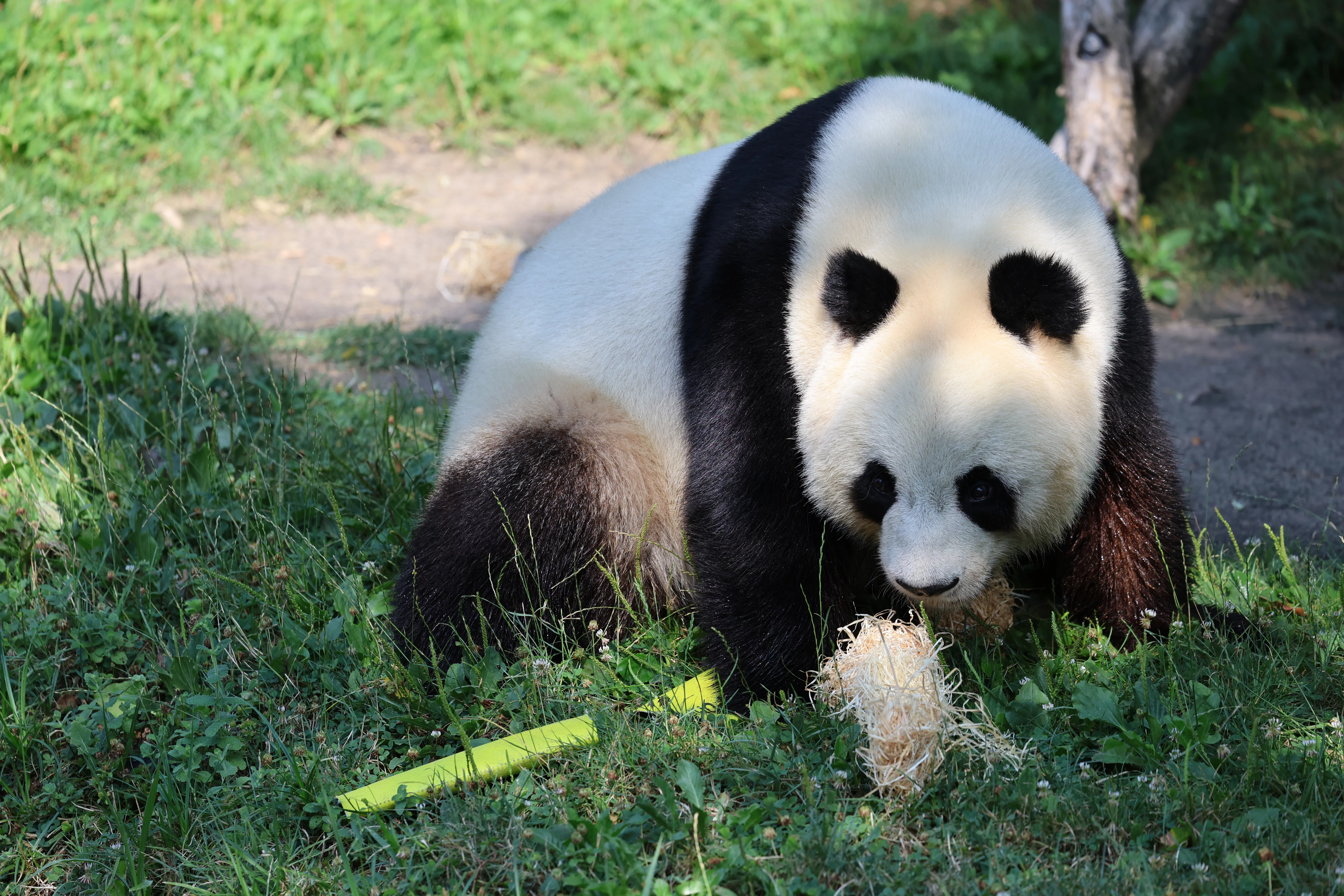ZooParc de Beauval