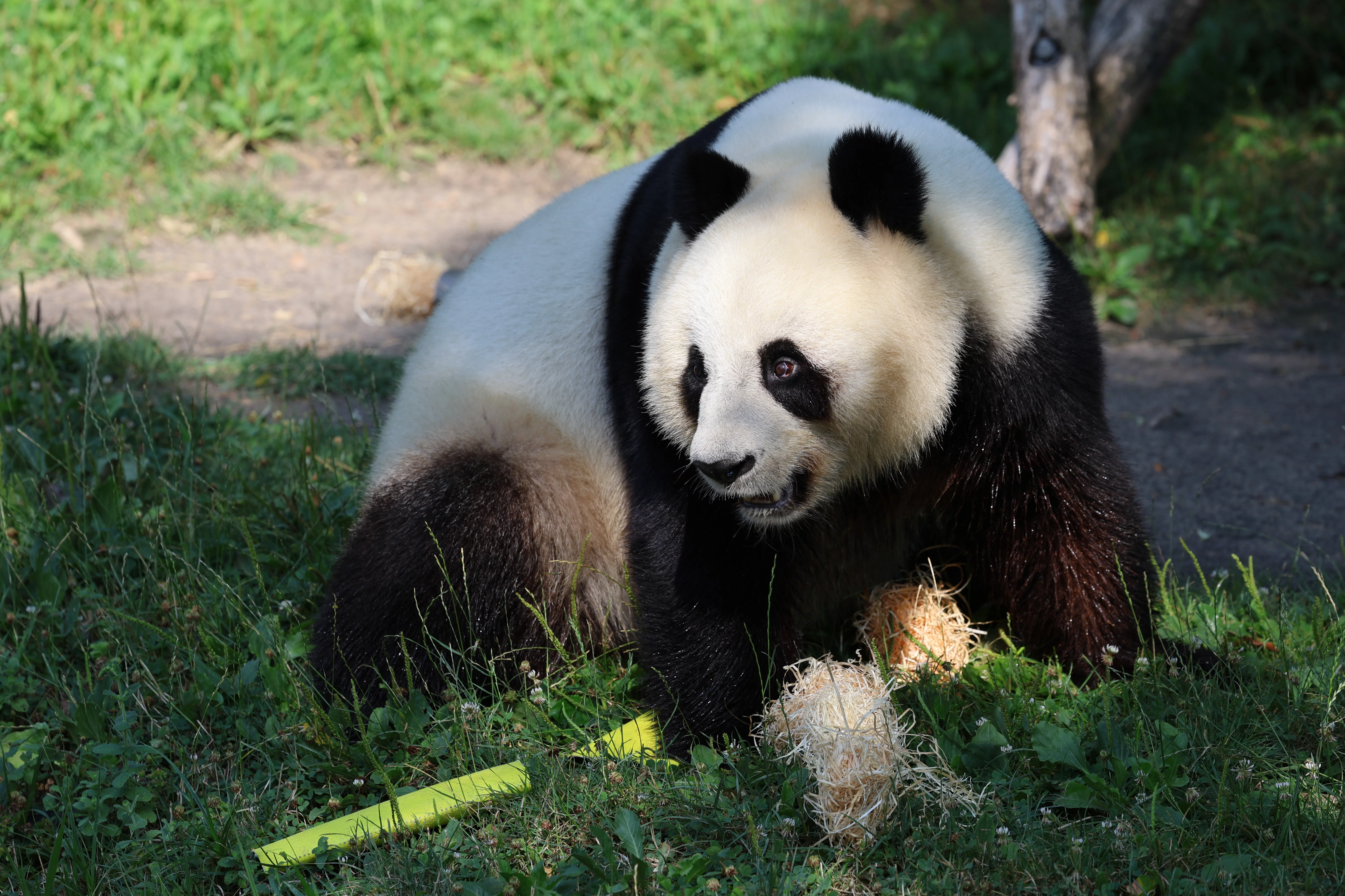 ZooParc de Beauval