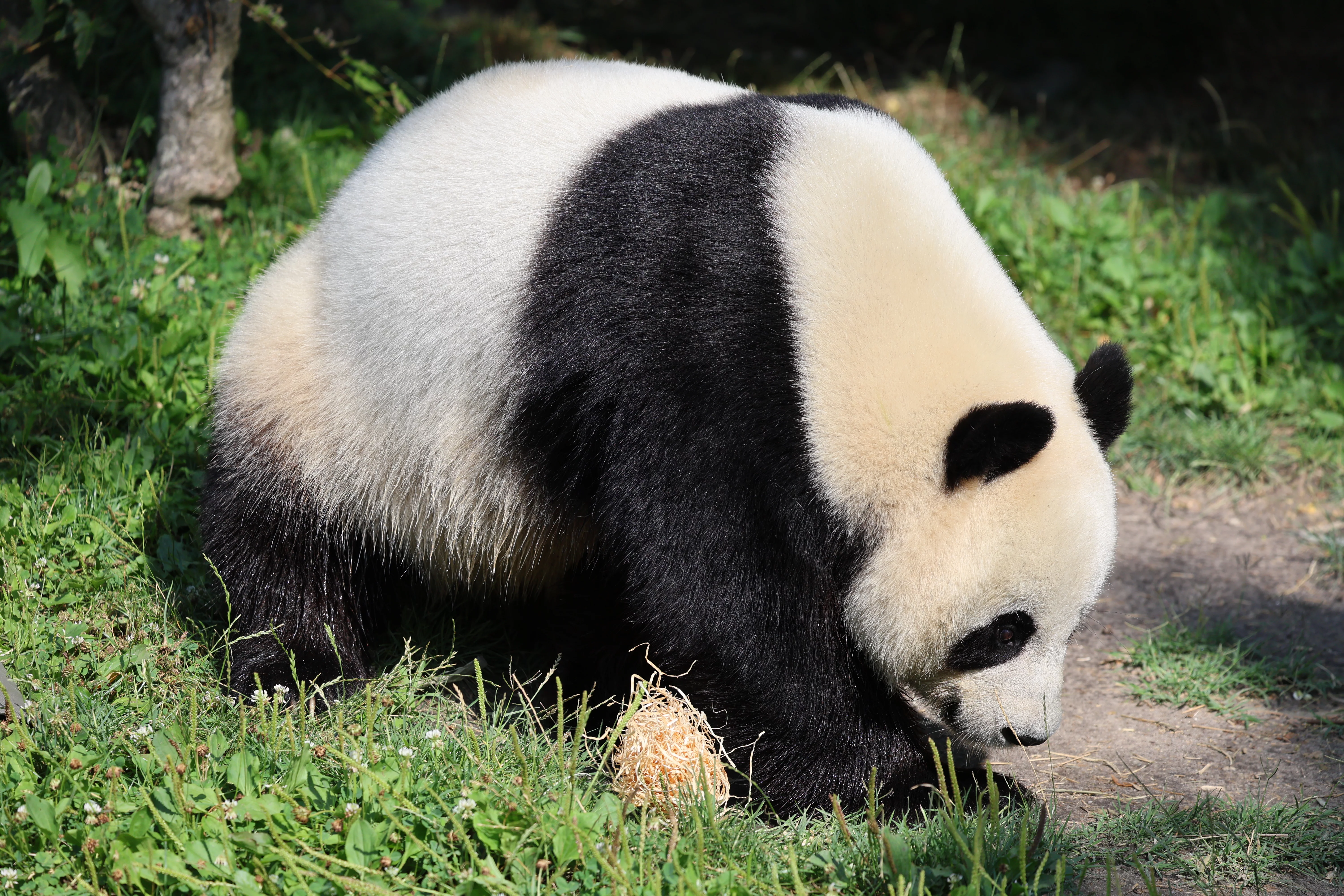 ZooParc de Beauval