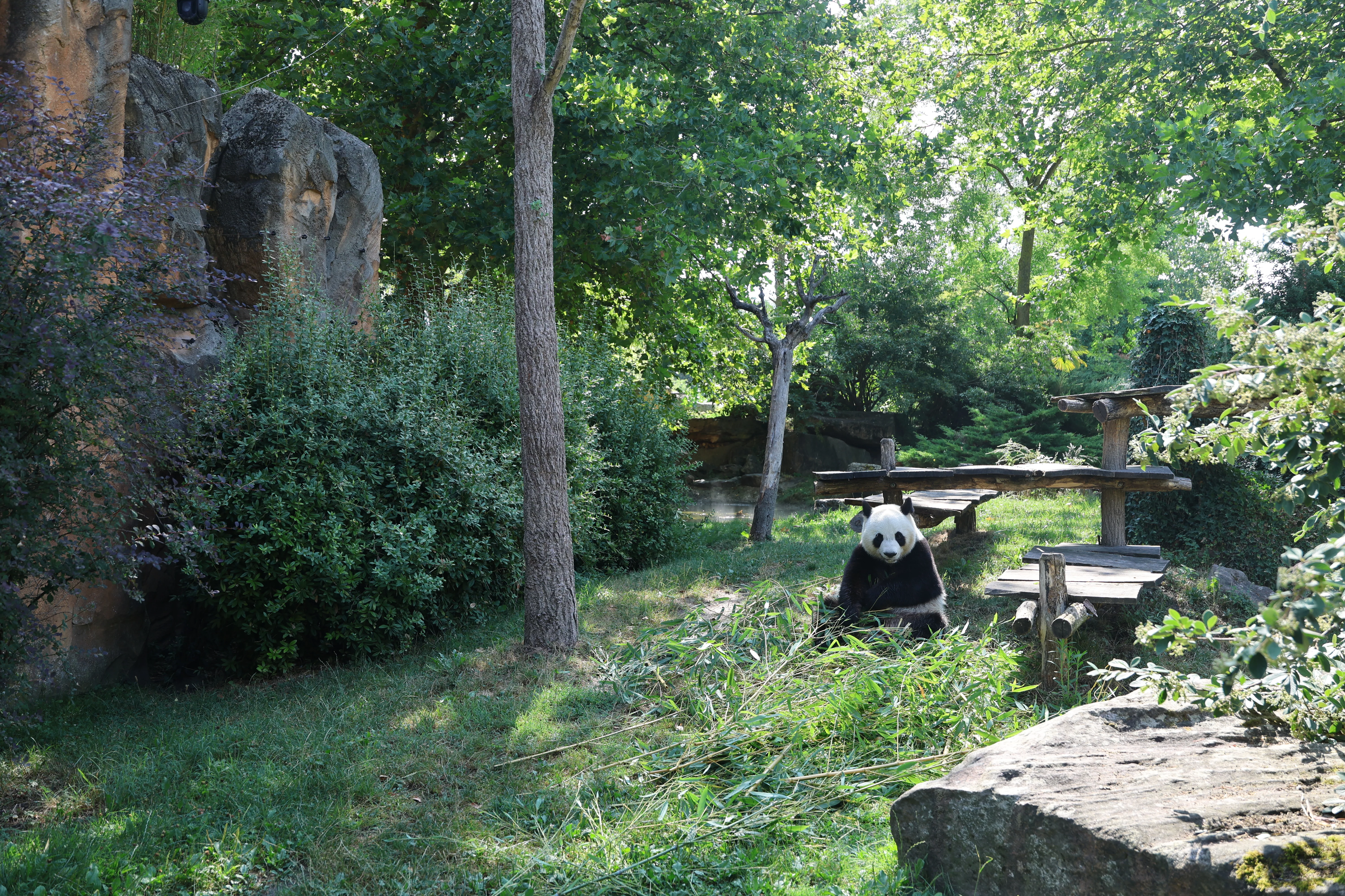 ZooParc de Beauval