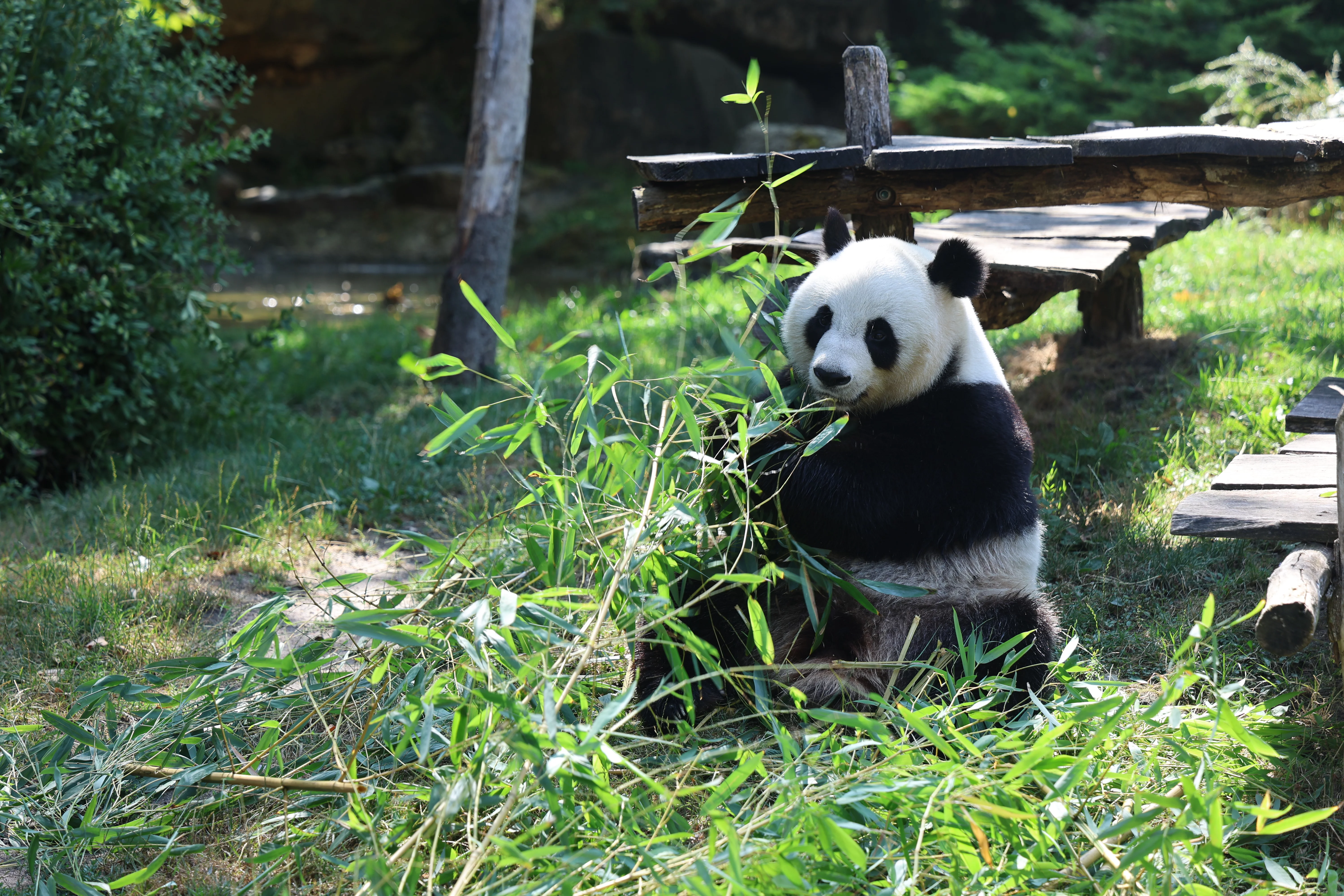 ZooParc de Beauval