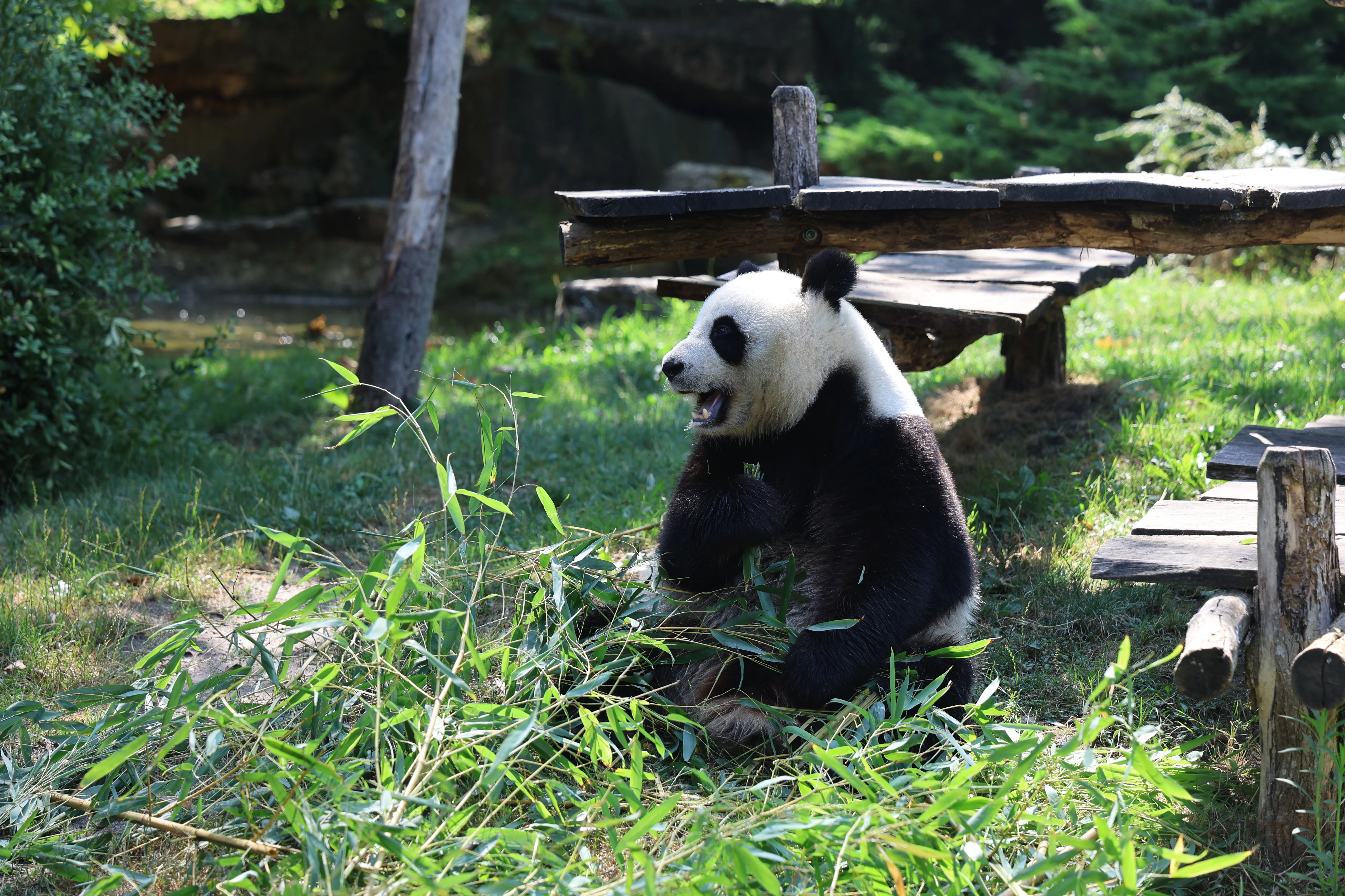 ZooParc de Beauval