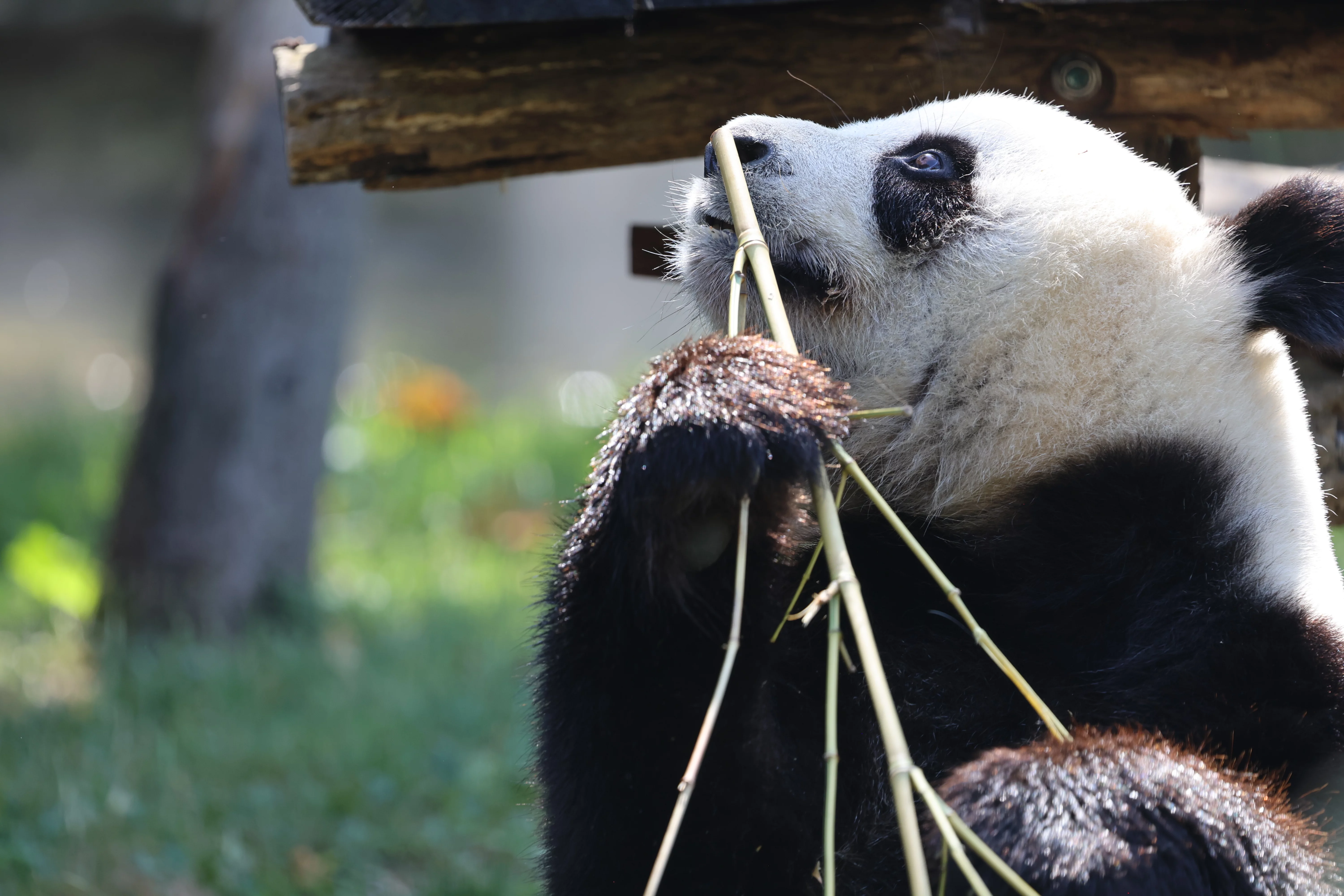 ZooParc de Beauval