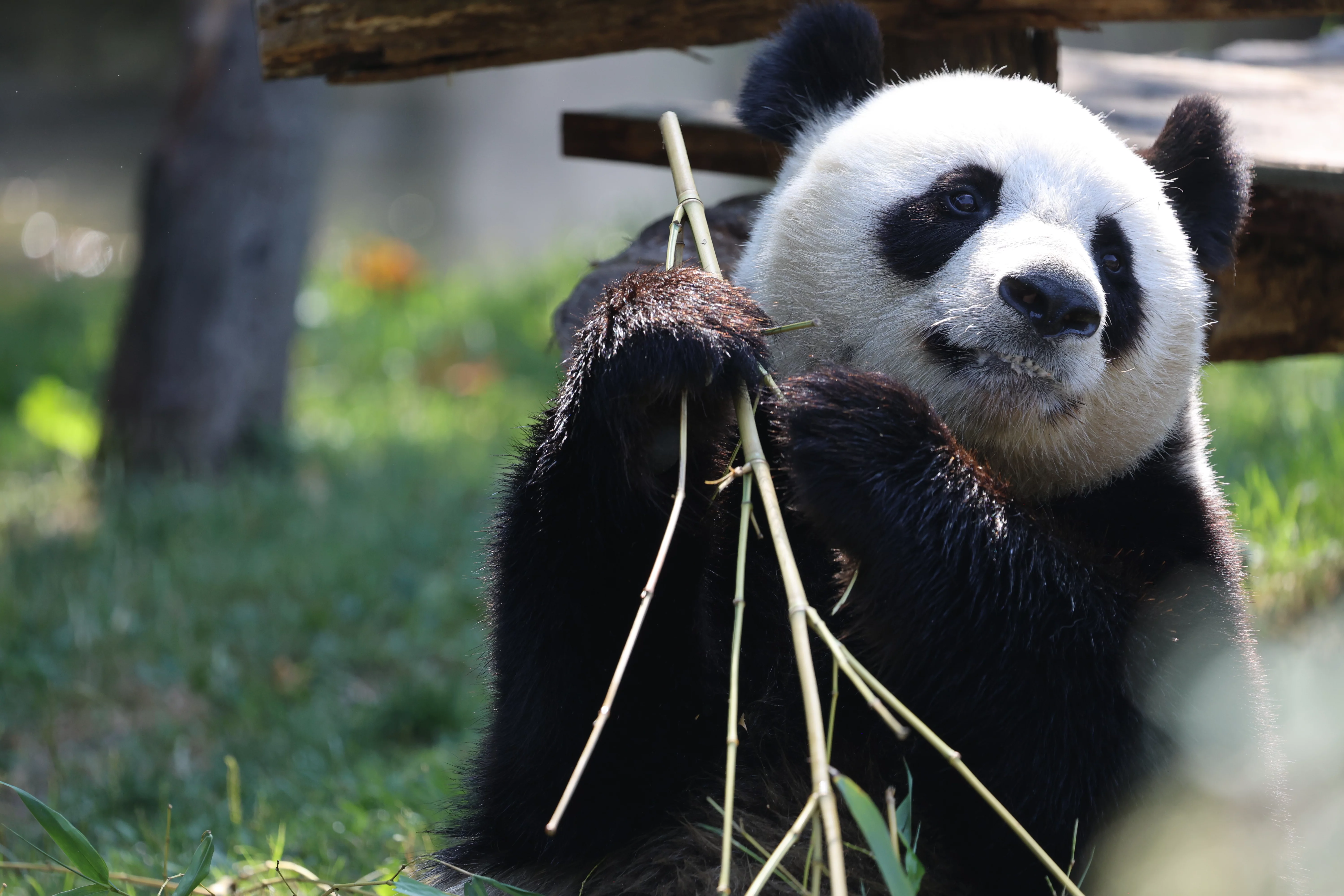 ZooParc de Beauval