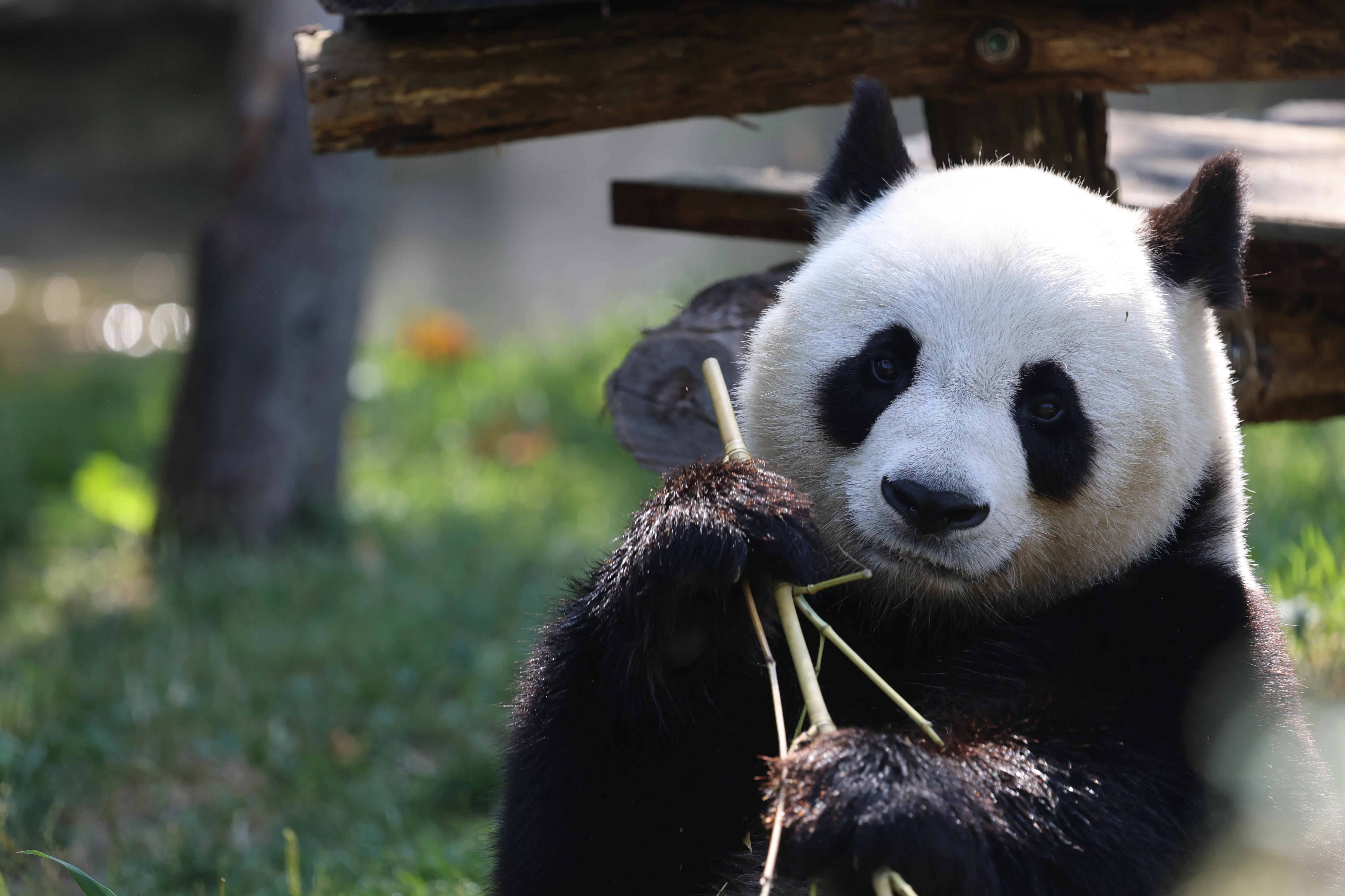 ZooParc de Beauval