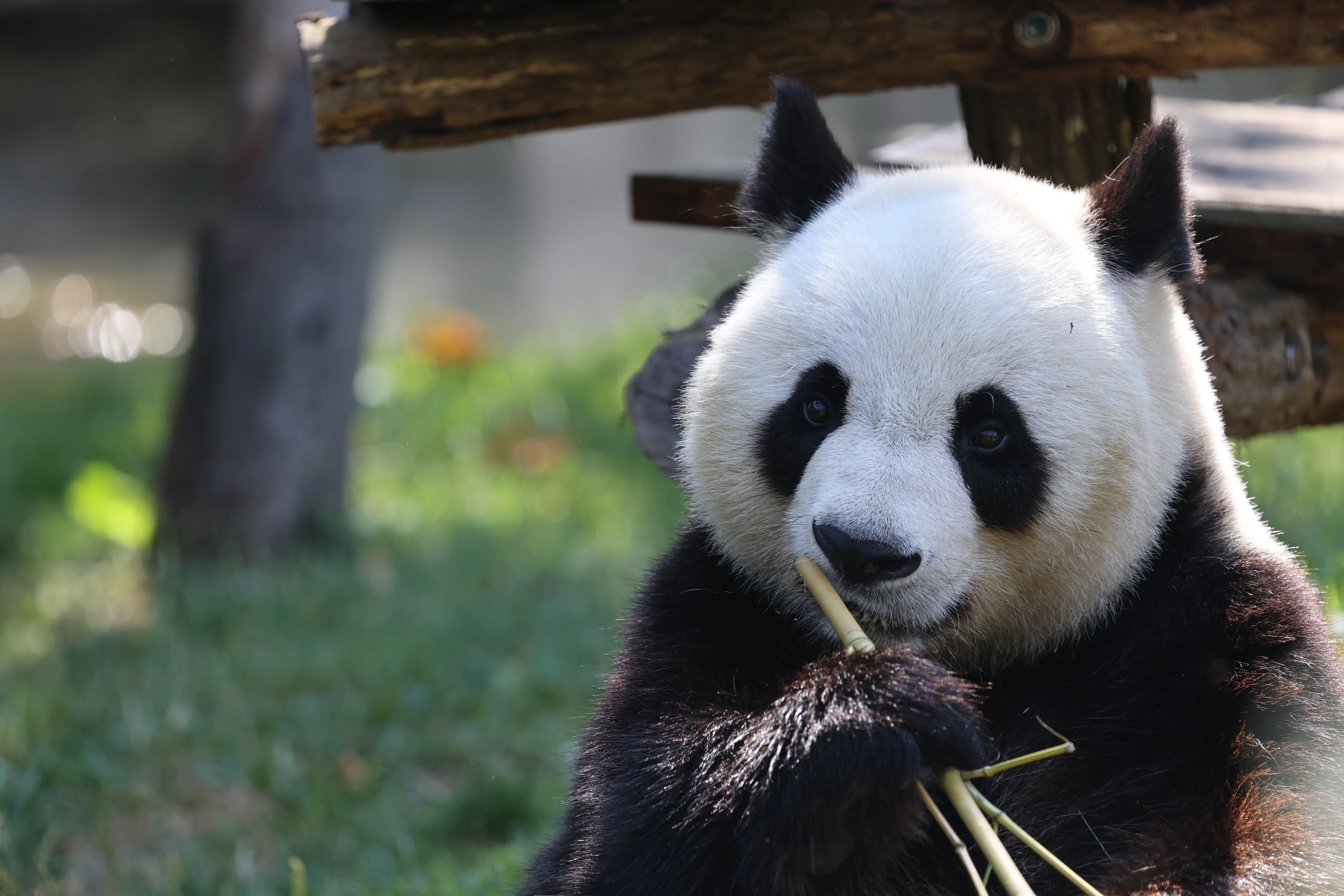 ZooParc de Beauval