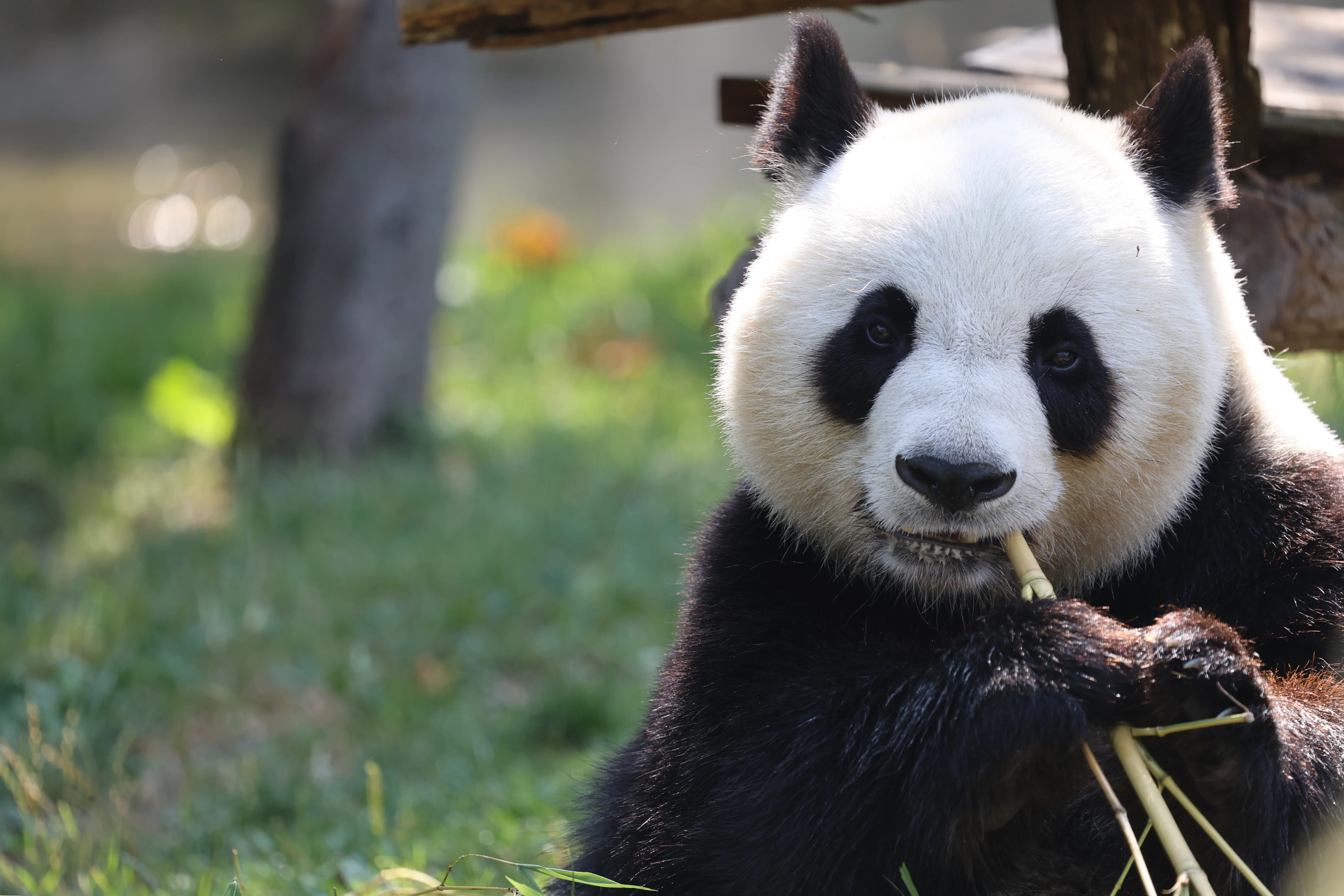 ZooParc de Beauval