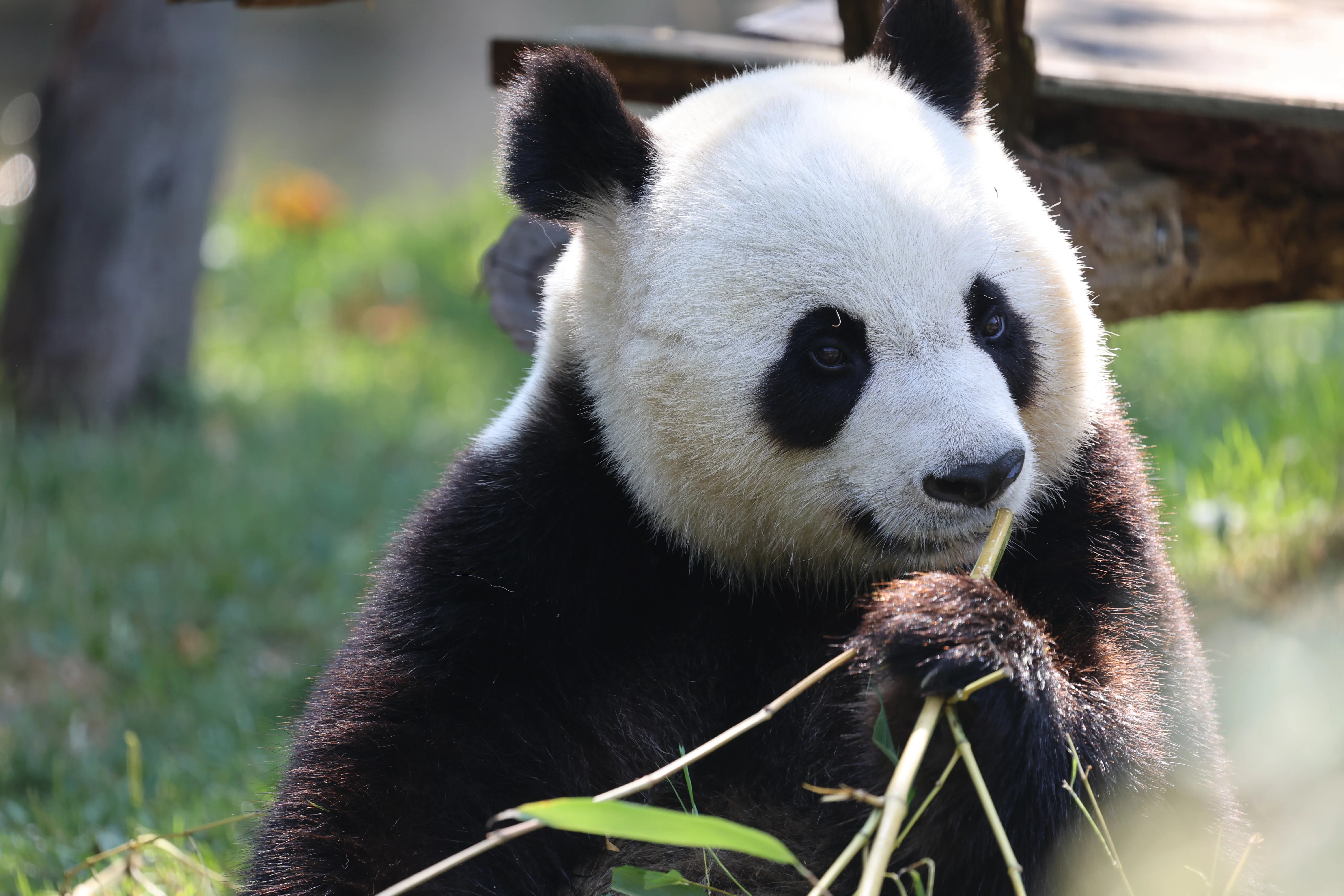 ZooParc de Beauval
