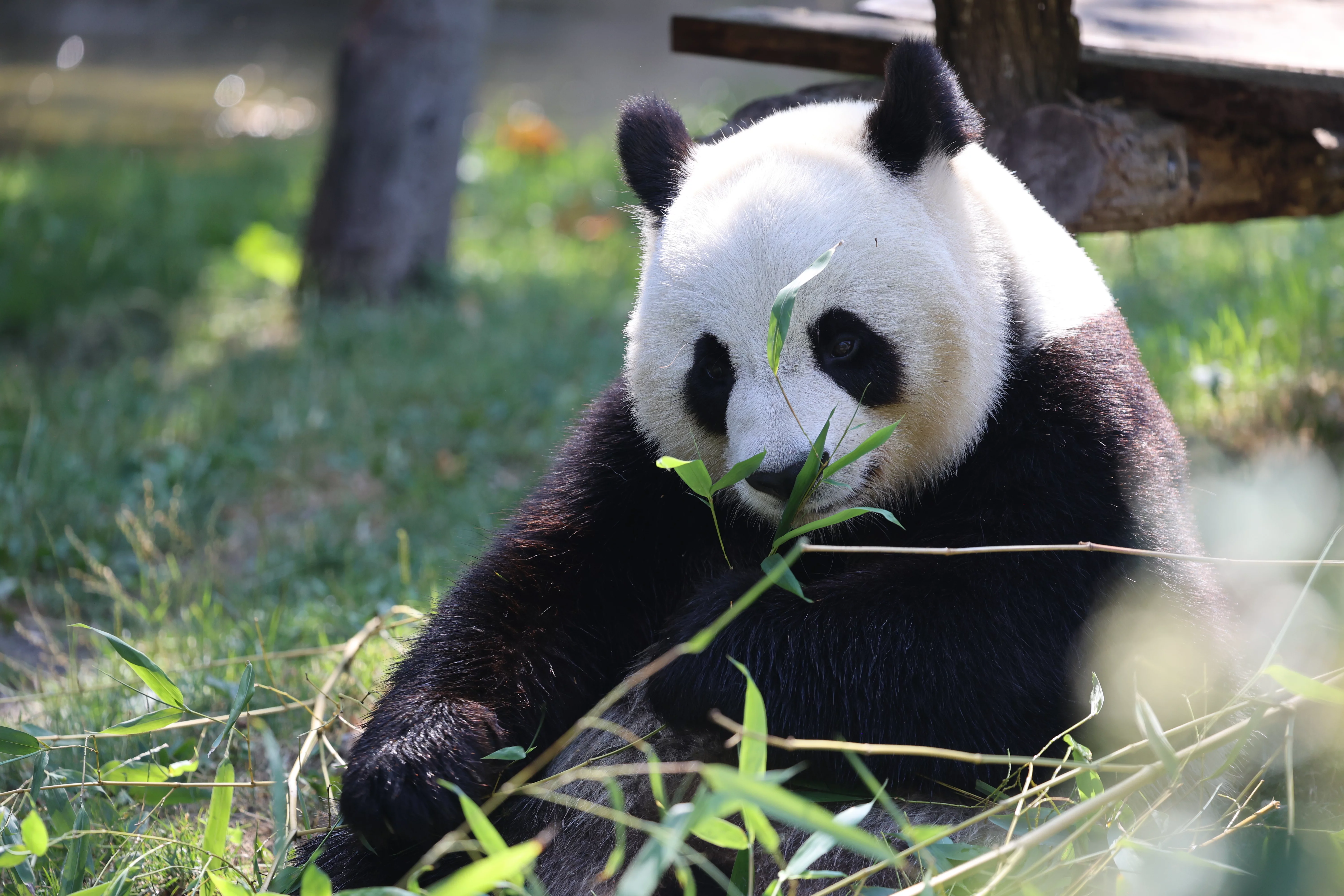 ZooParc de Beauval