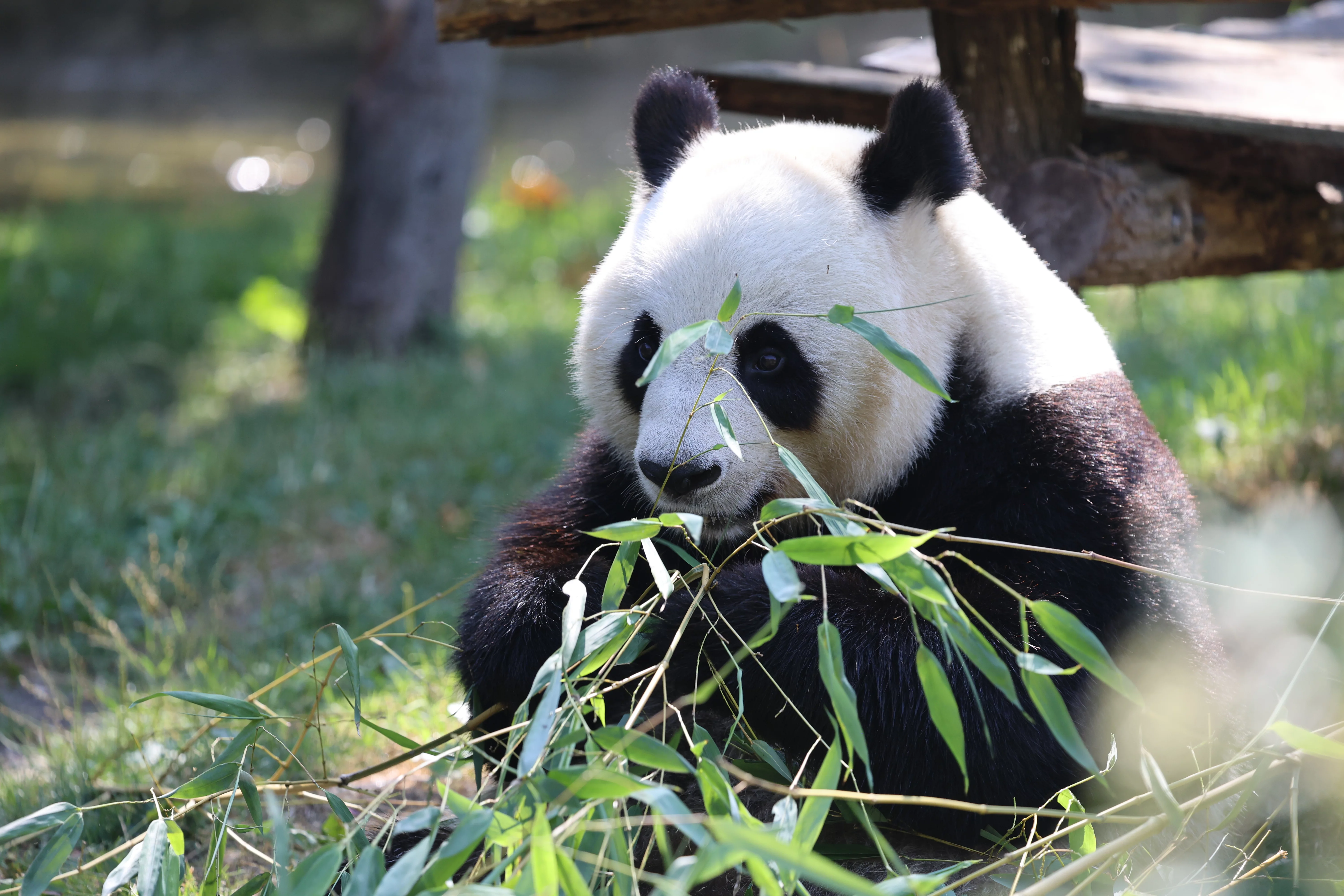 ZooParc de Beauval