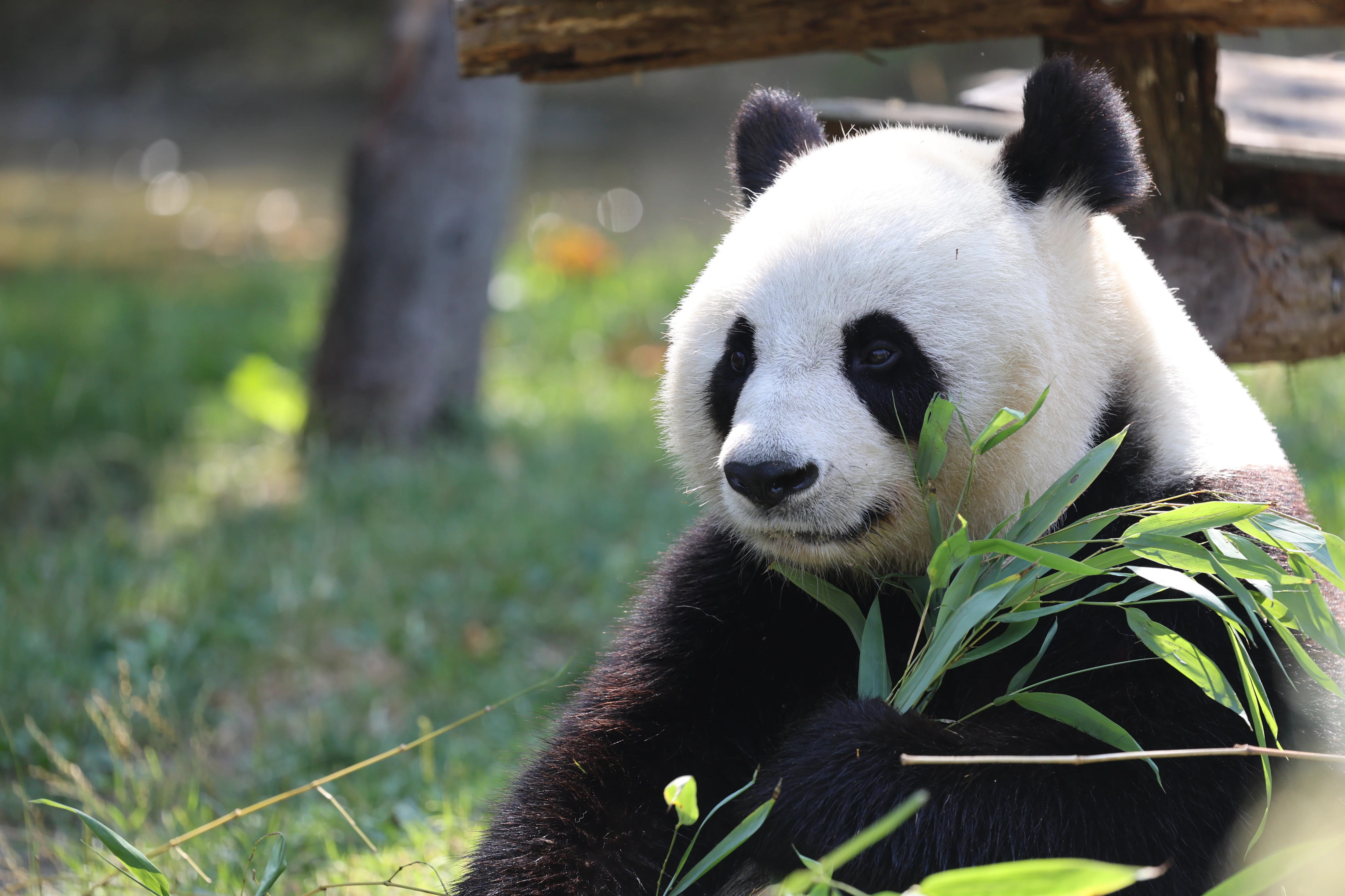 ZooParc de Beauval