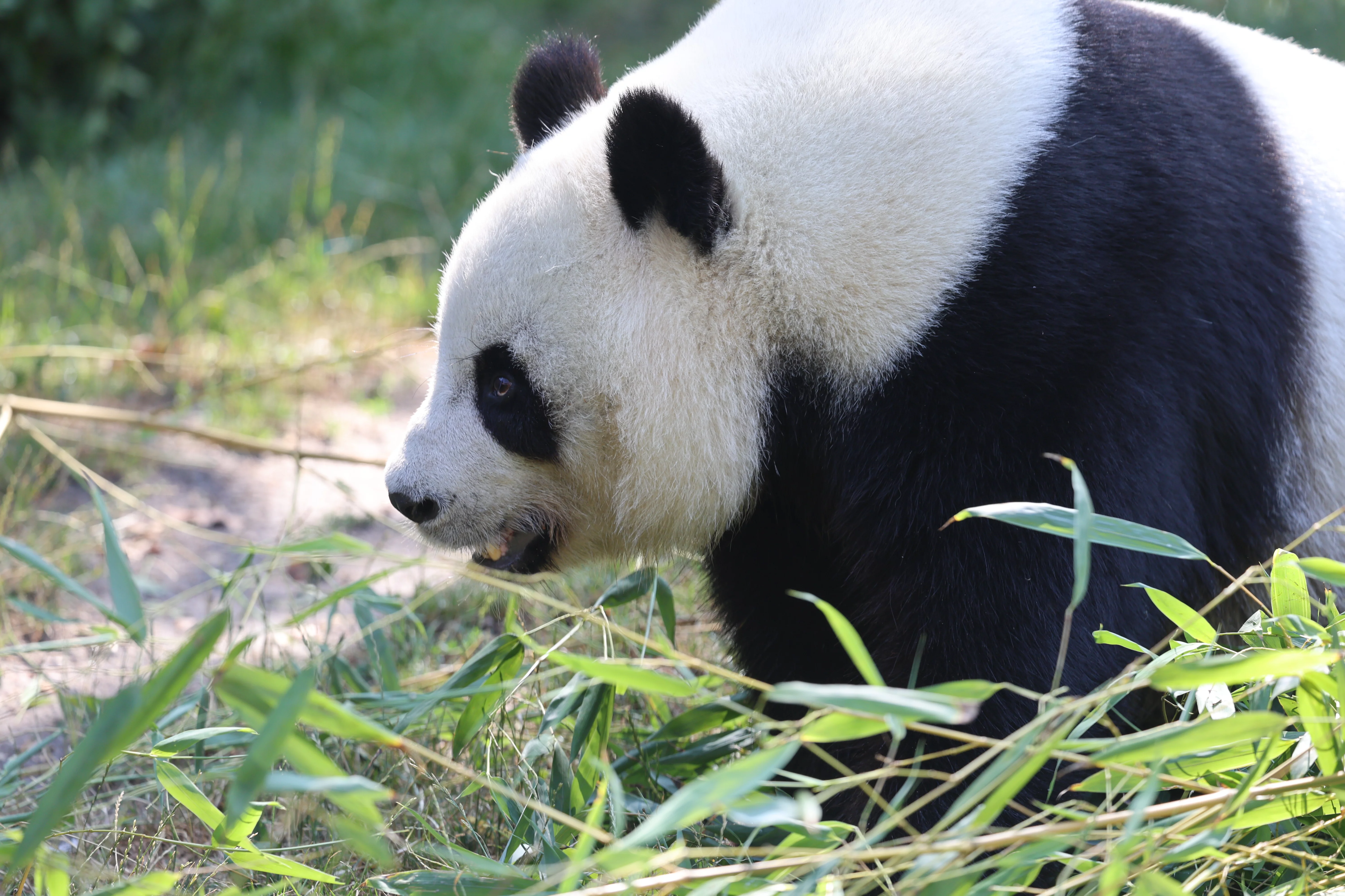 ZooParc de Beauval