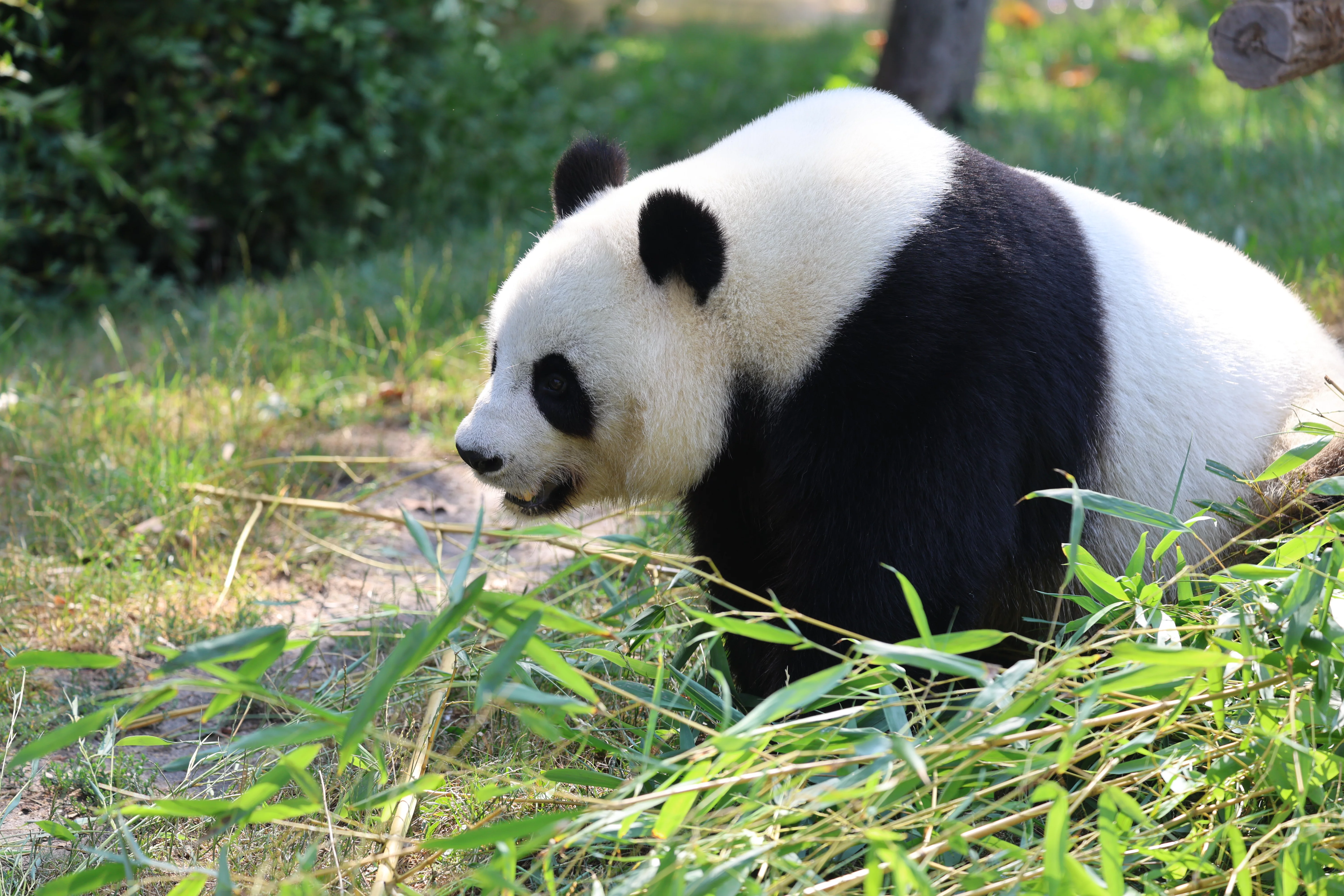 ZooParc de Beauval