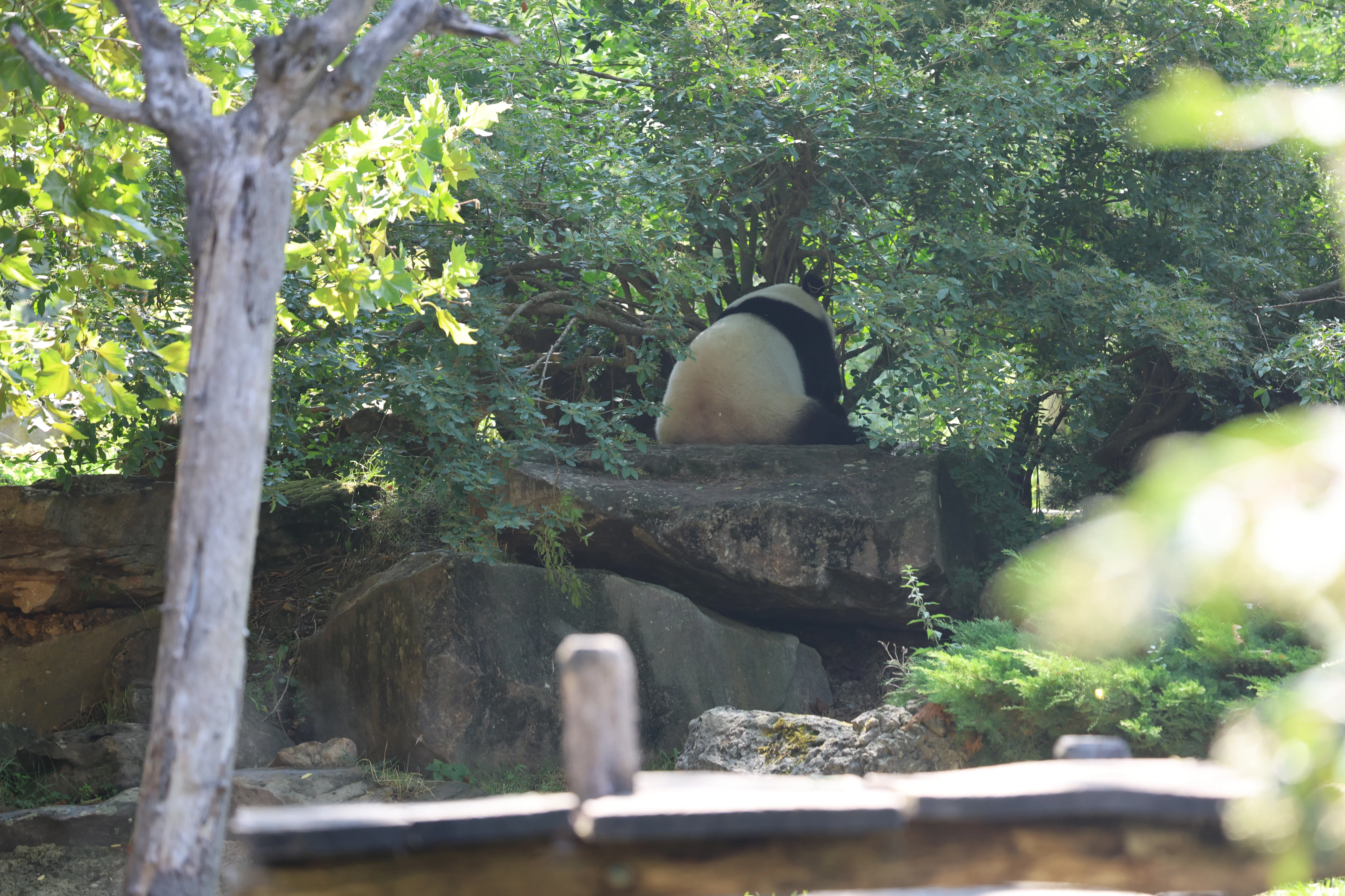 ZooParc de Beauval
