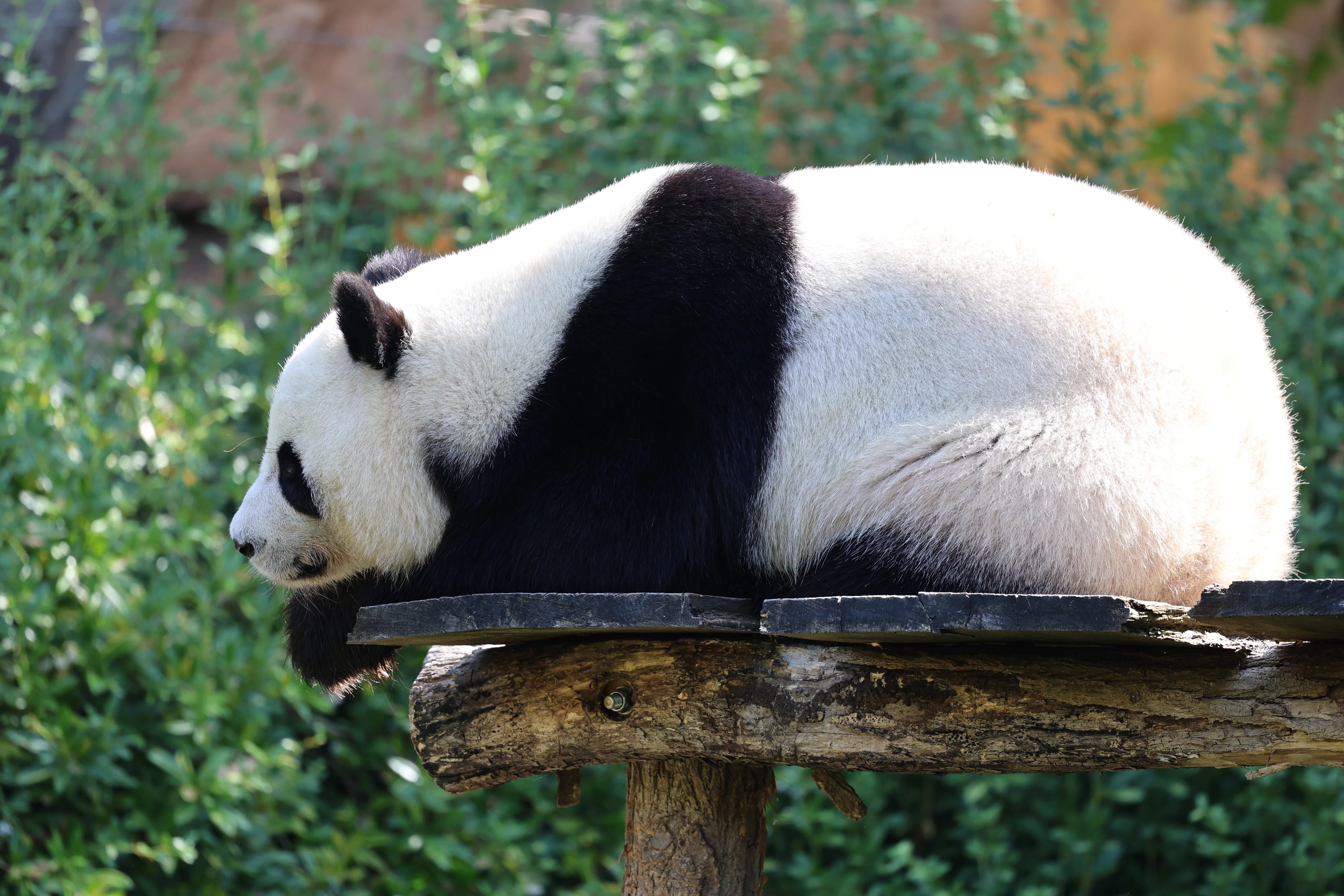 ZooParc de Beauval