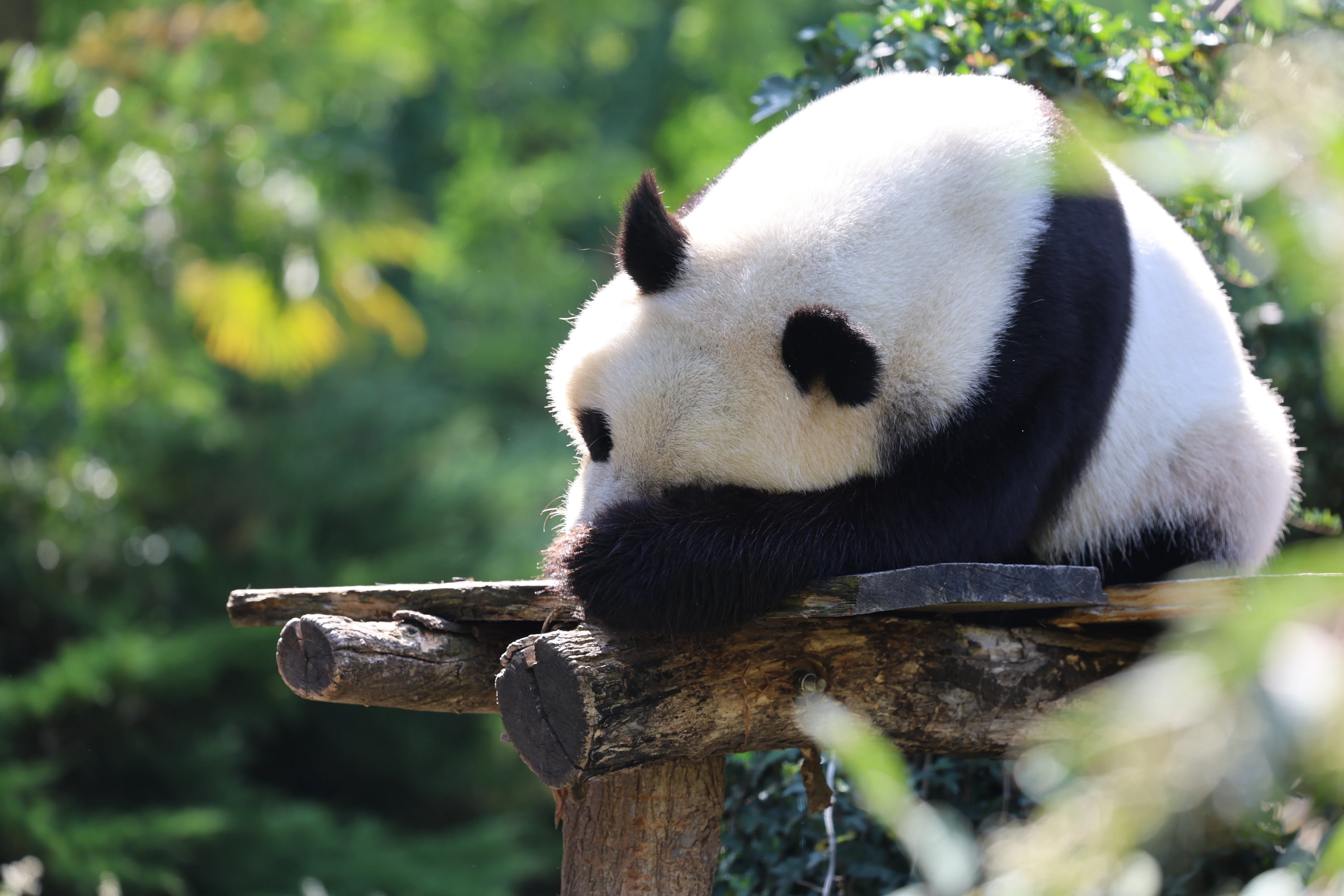 ZooParc de Beauval
