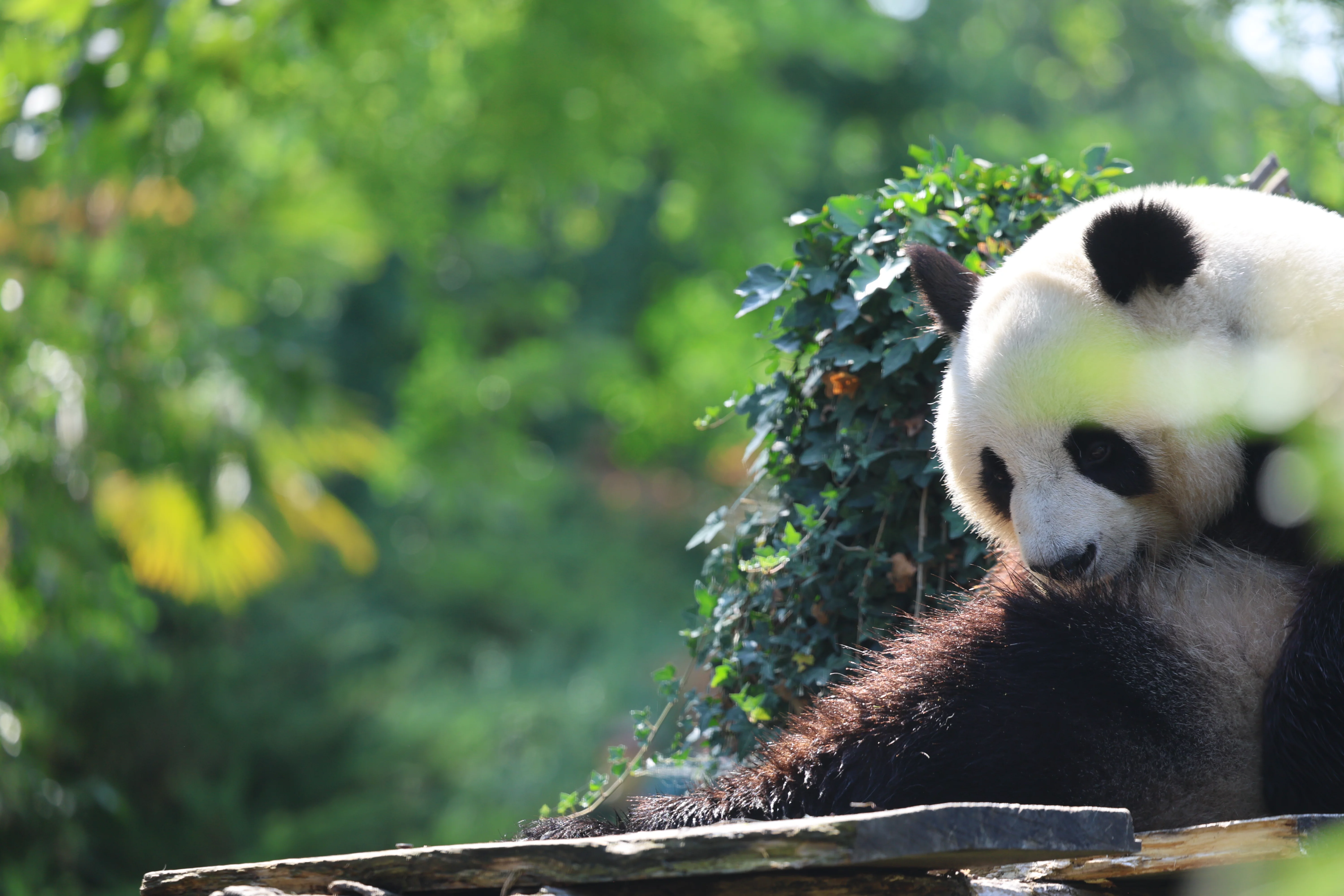 ZooParc de Beauval
