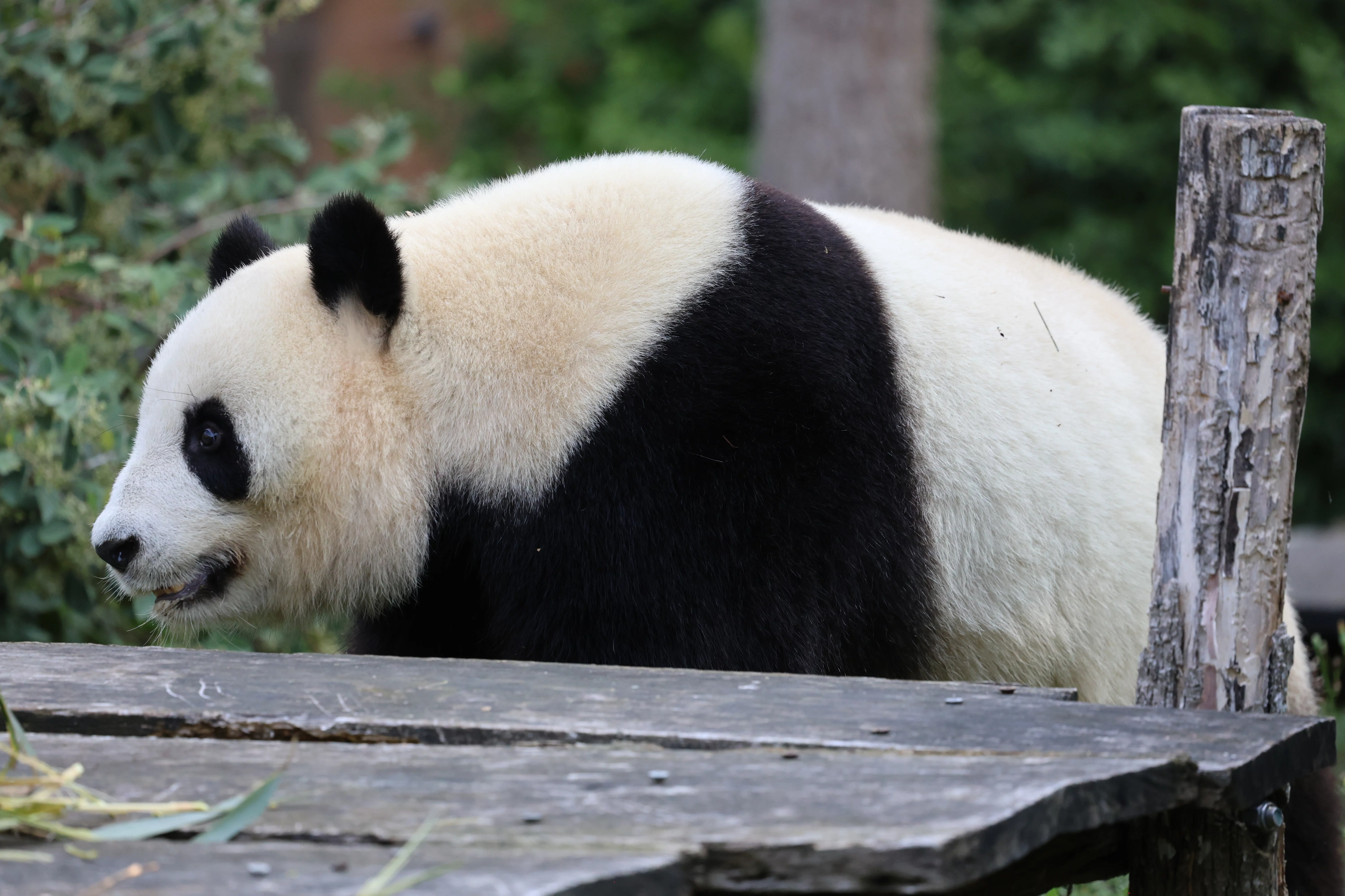 ZooParc de Beauval