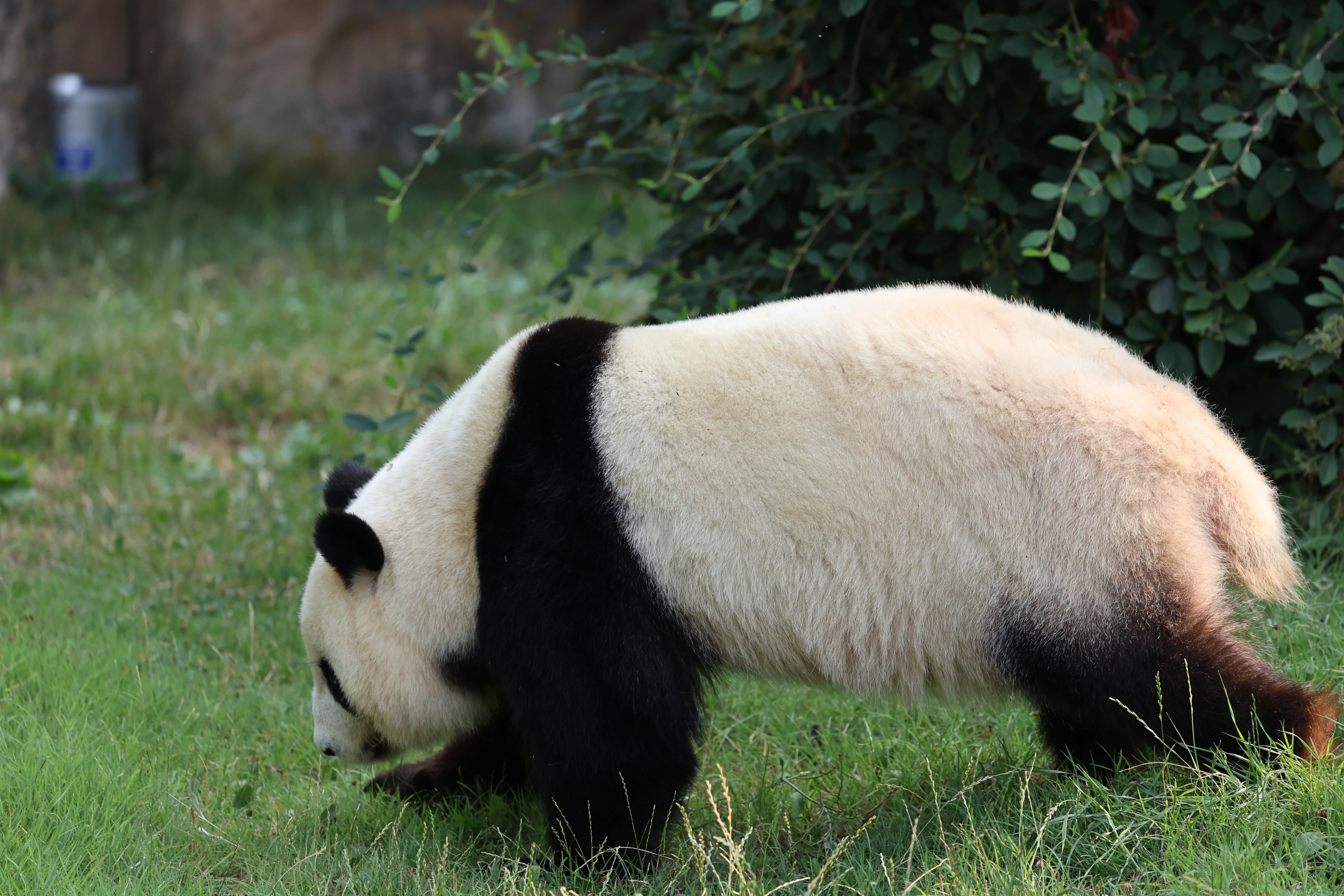ZooParc de Beauval