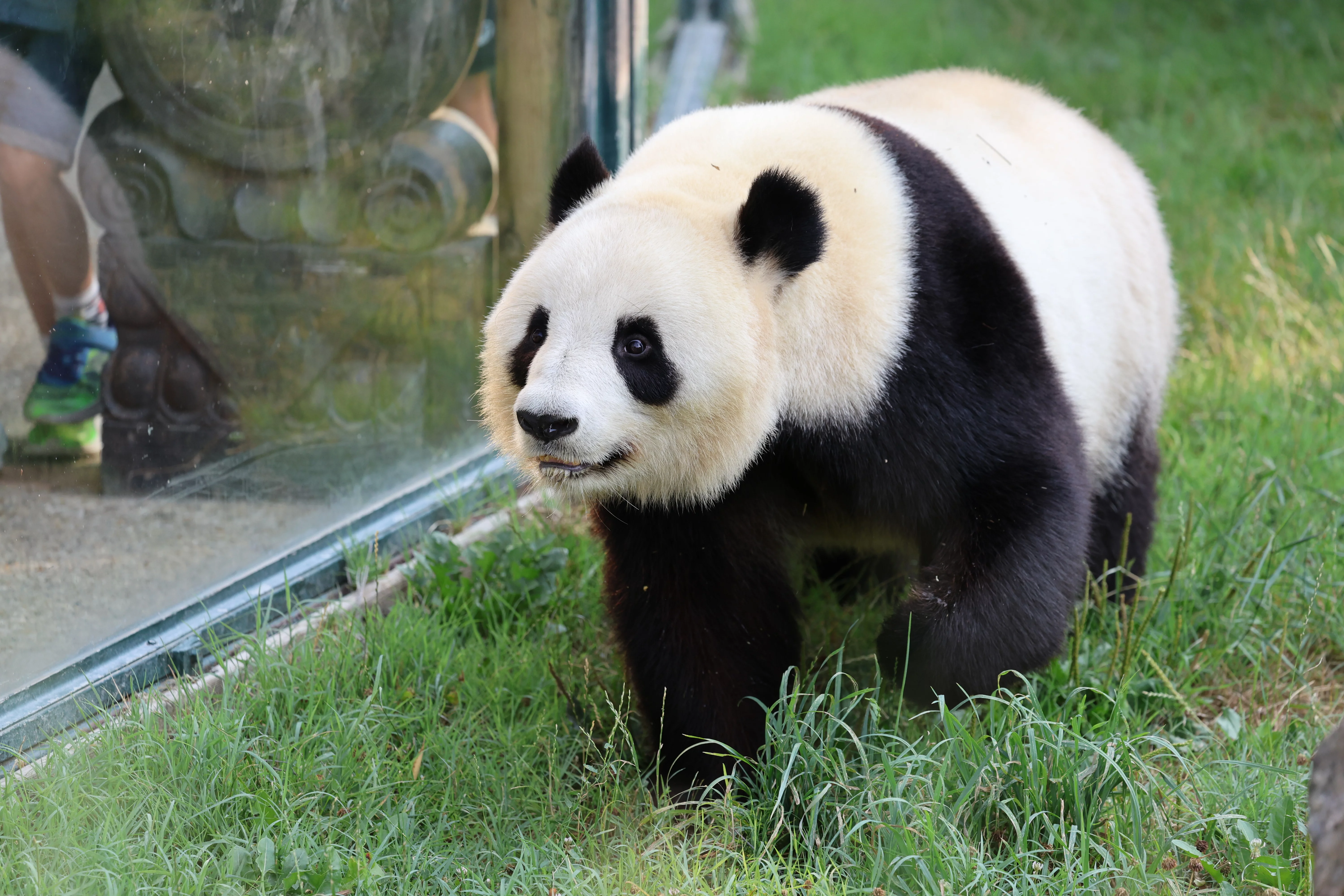 ZooParc de Beauval