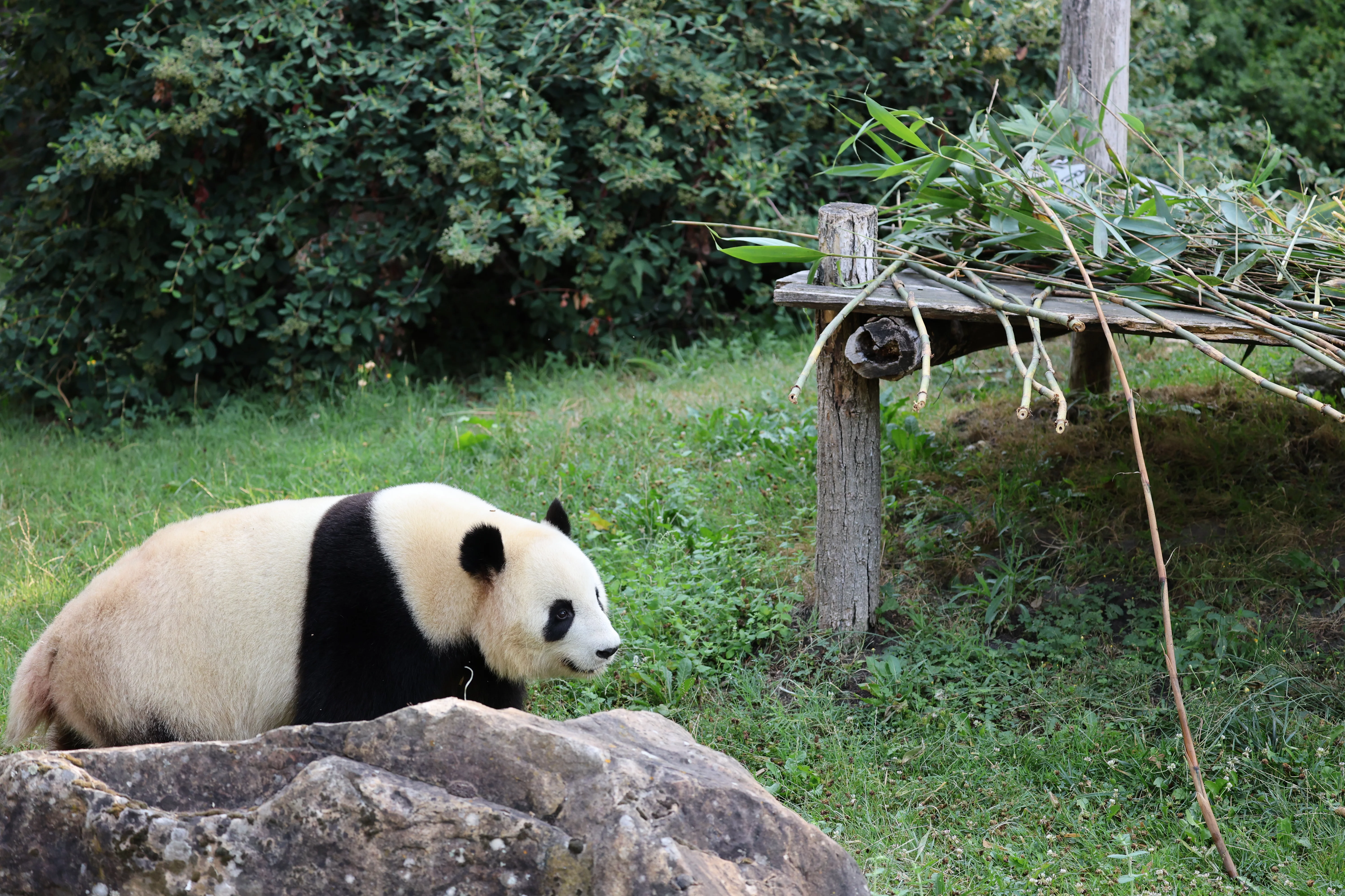 ZooParc de Beauval