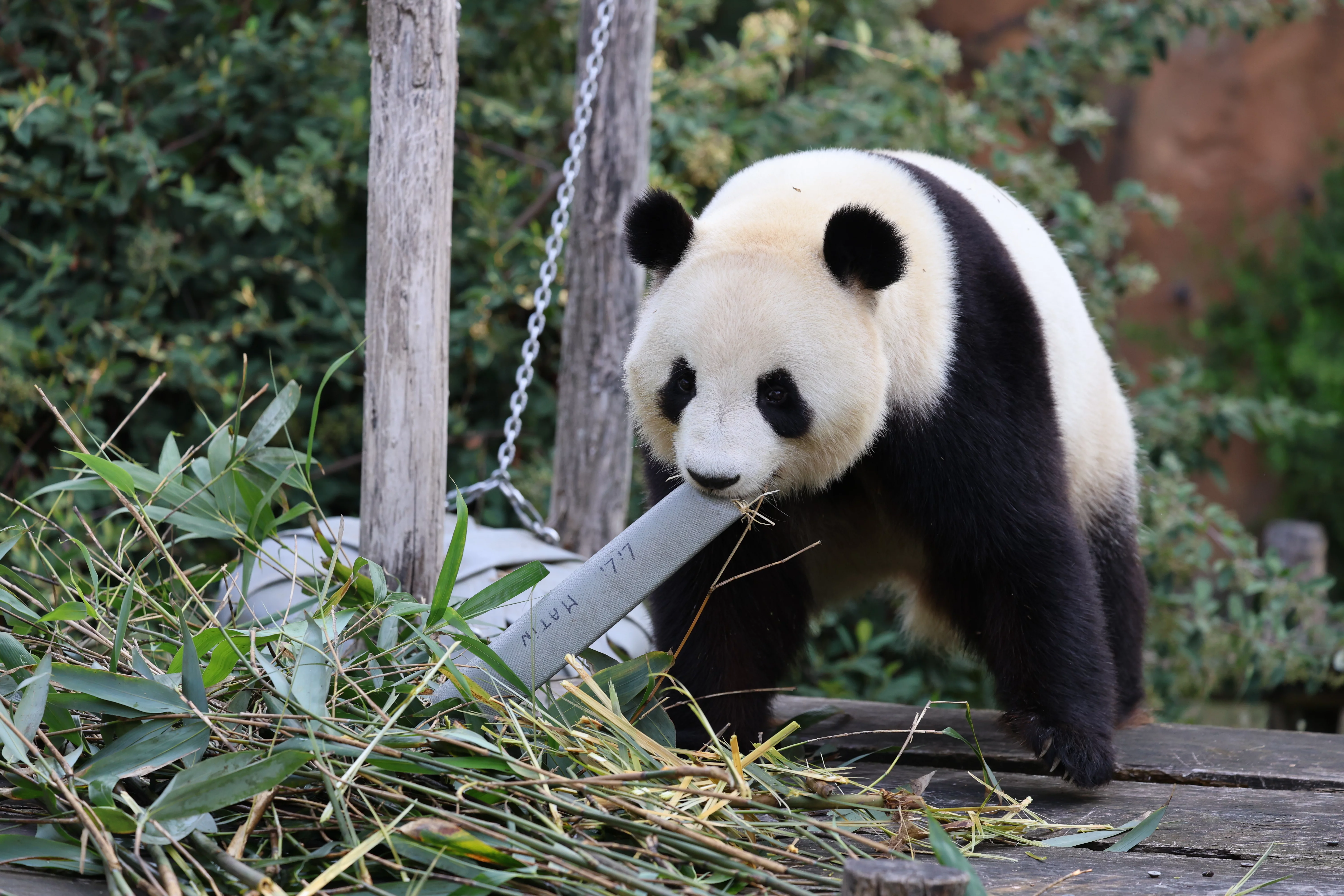 ZooParc de Beauval