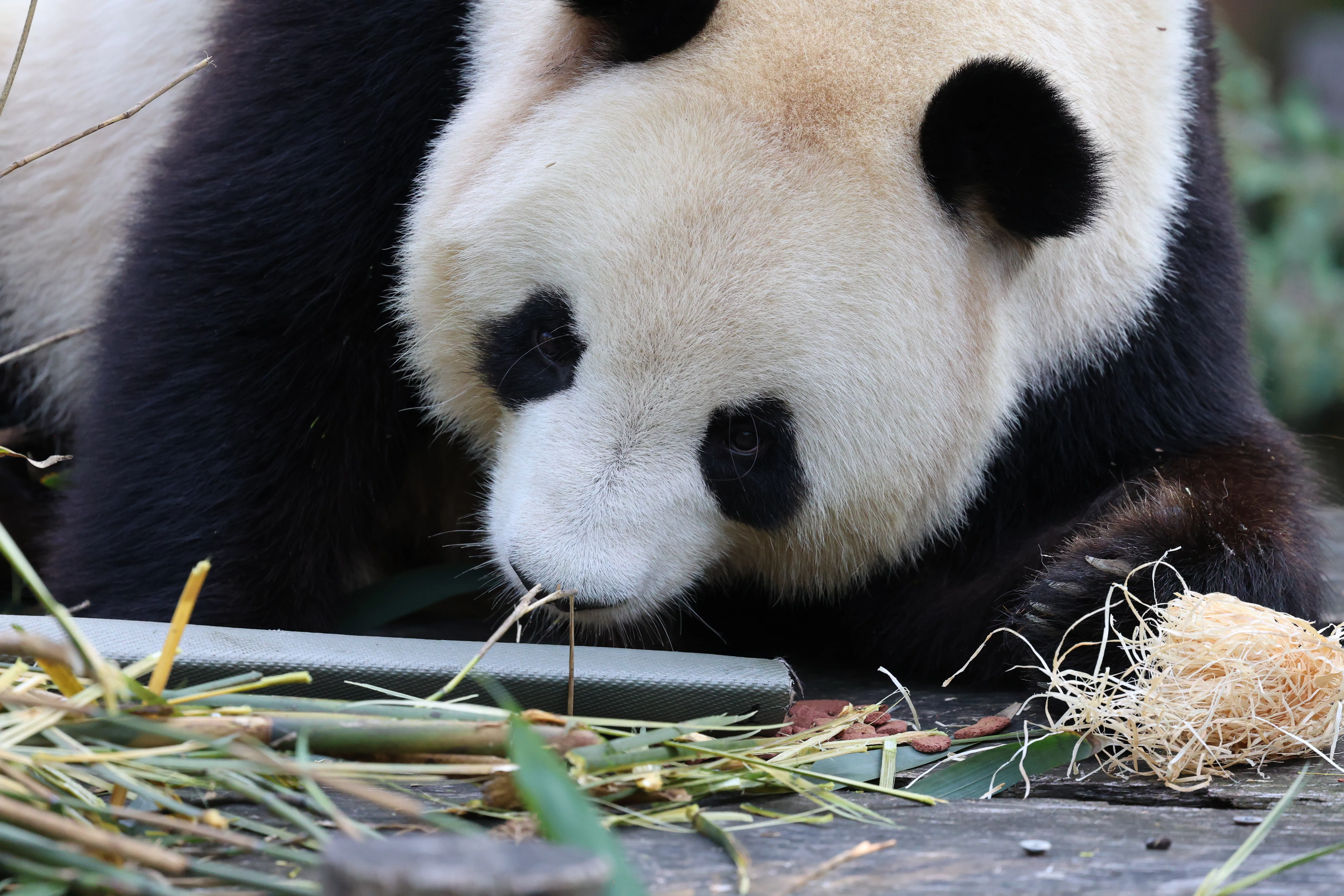 ZooParc de Beauval