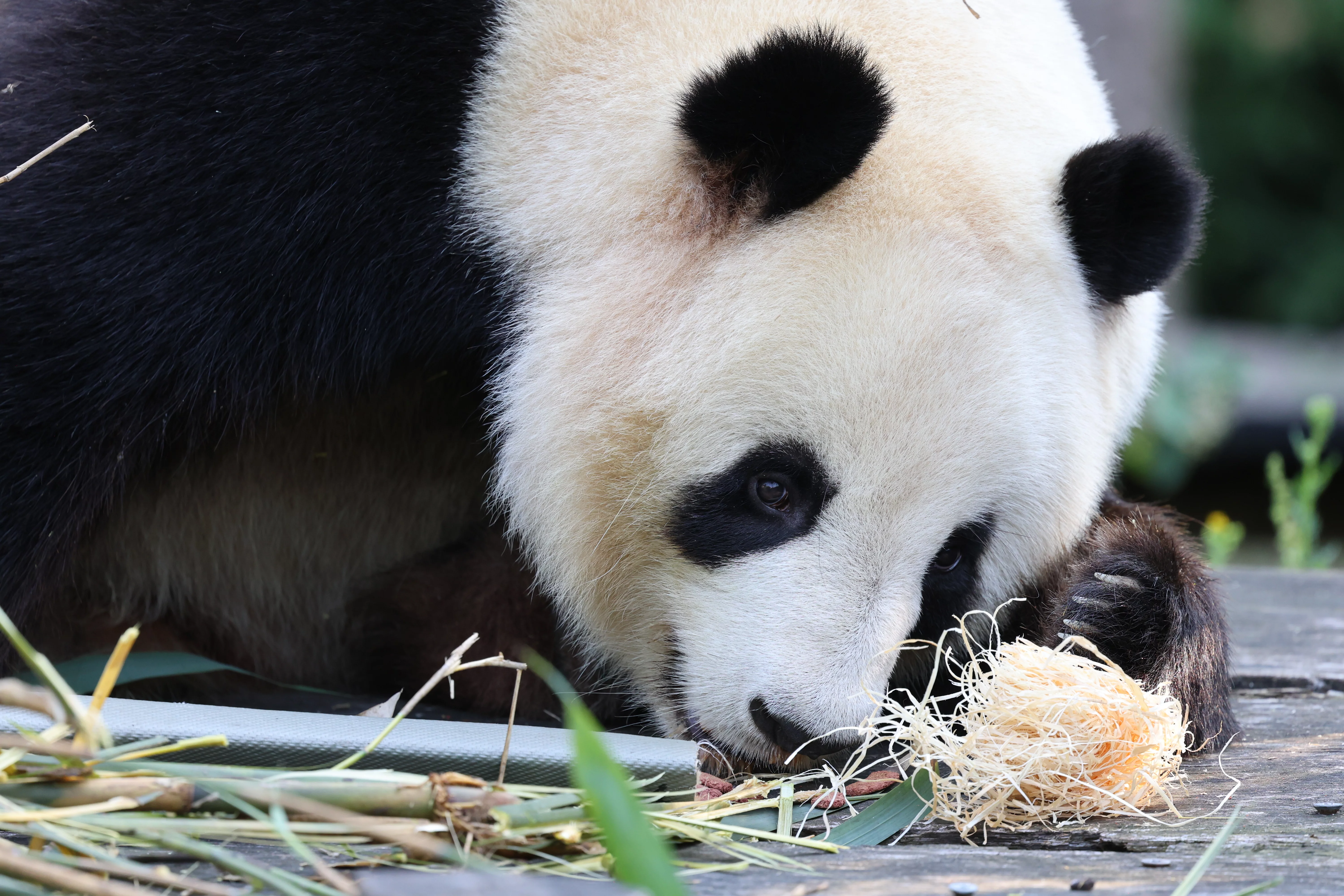 ZooParc de Beauval