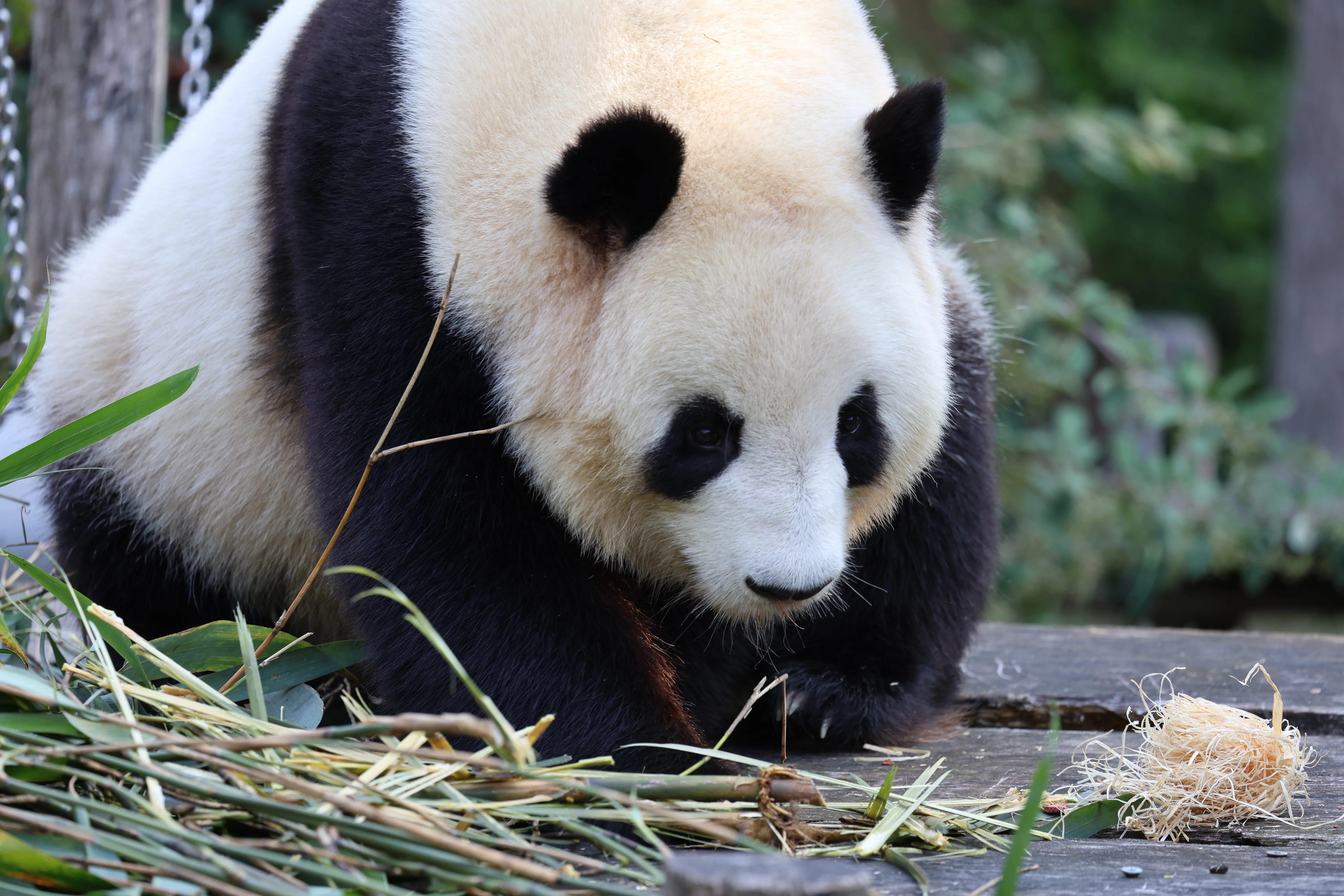 ZooParc de Beauval