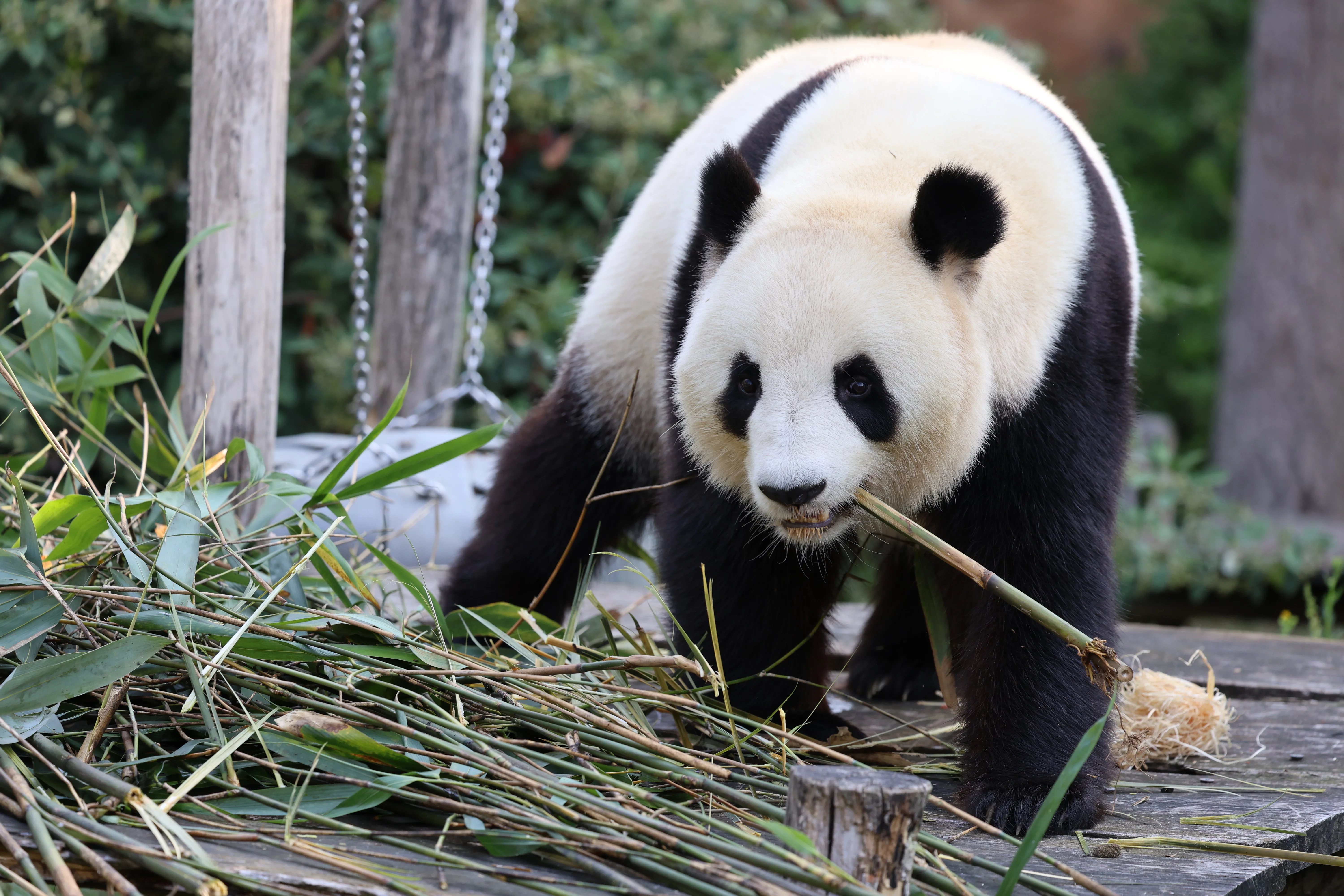 ZooParc de Beauval