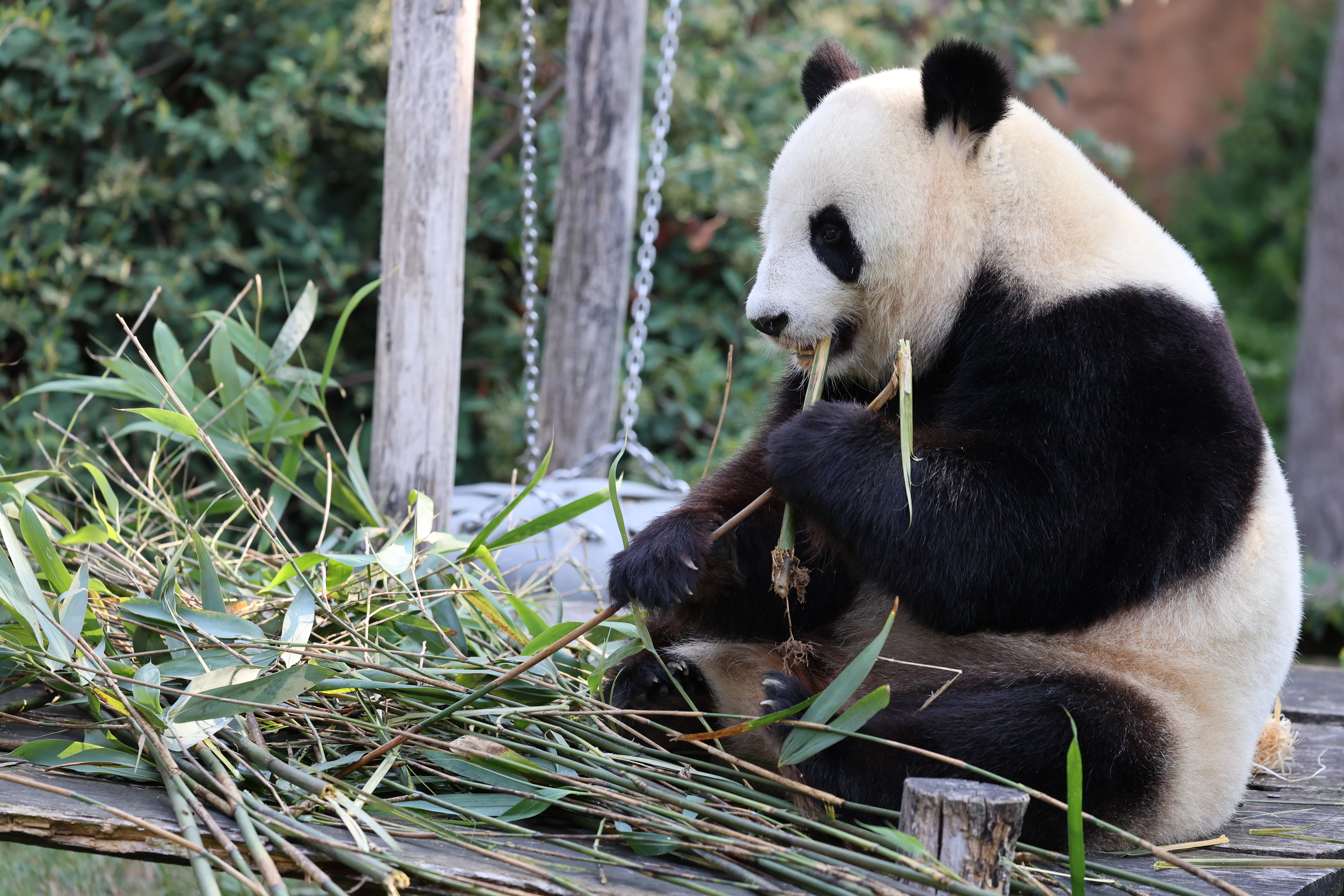 ZooParc de Beauval