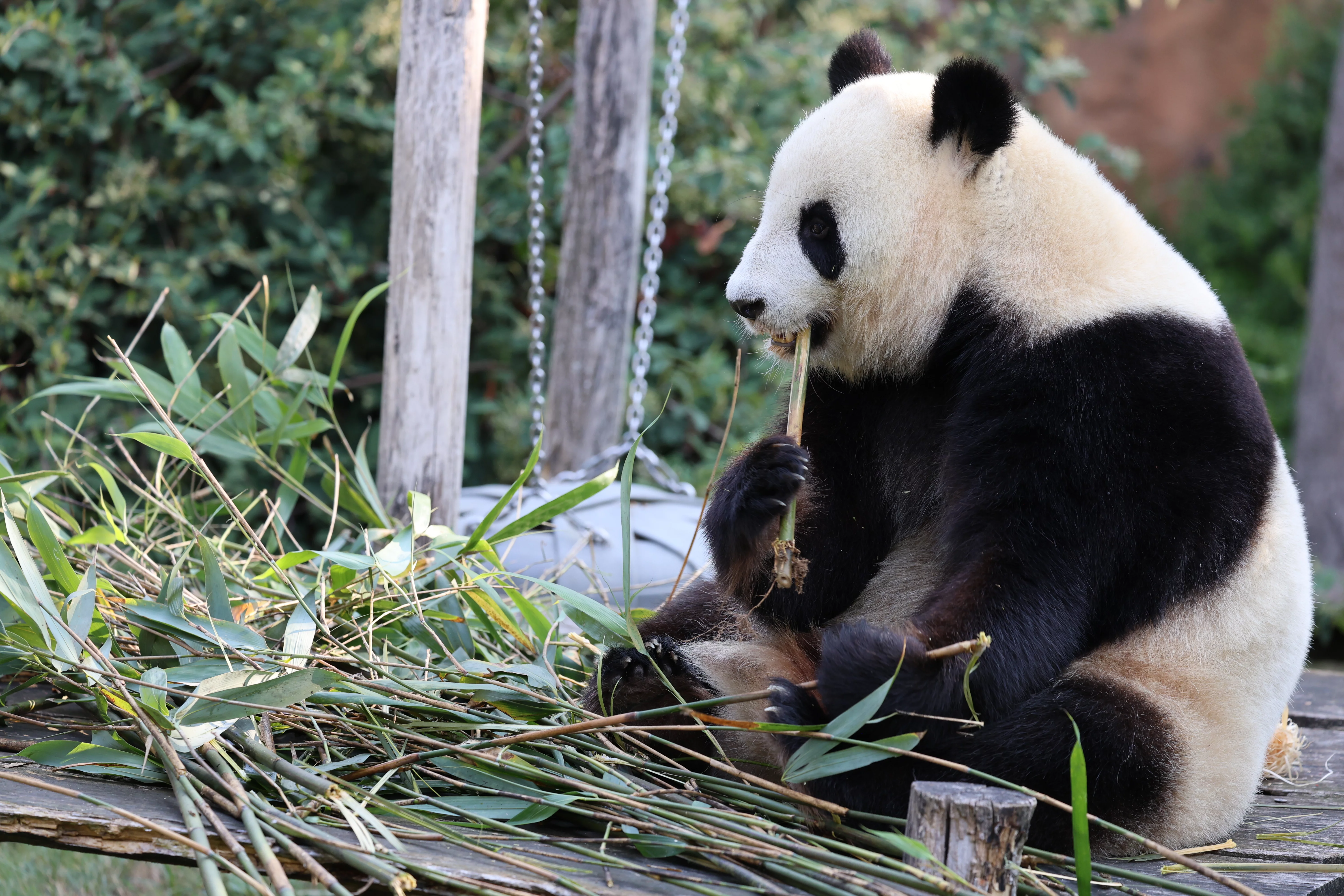 ZooParc de Beauval