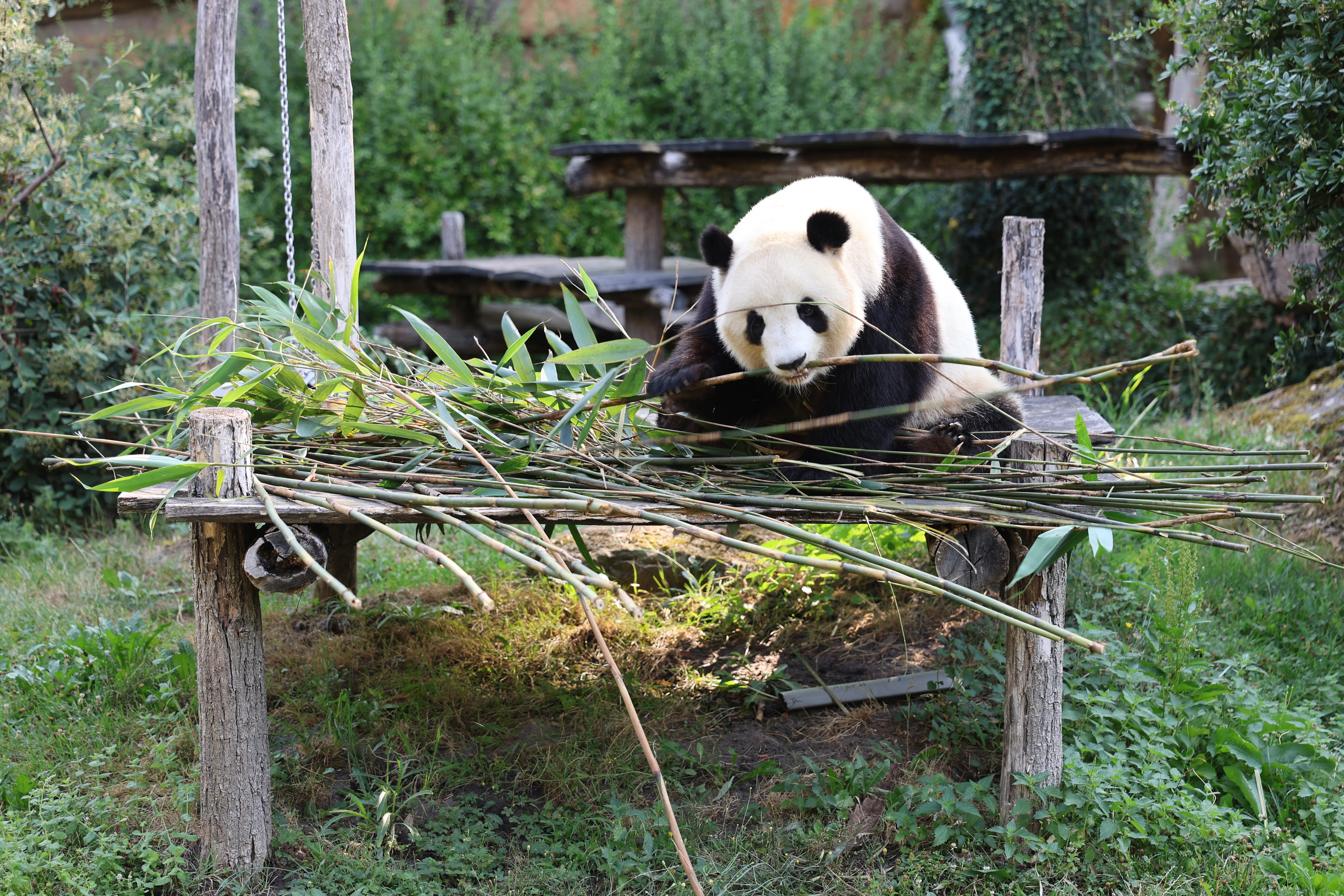 ZooParc de Beauval