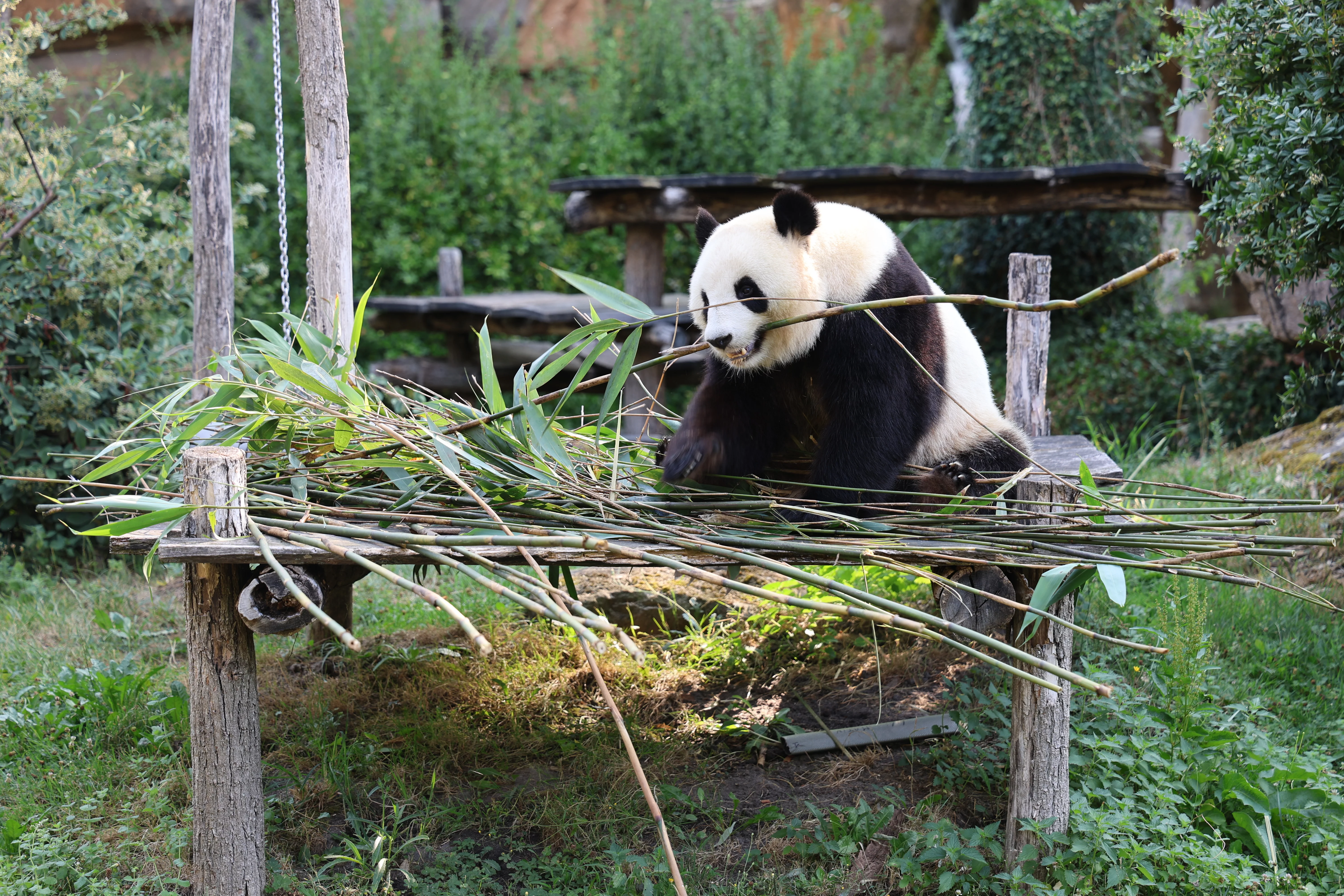 ZooParc de Beauval