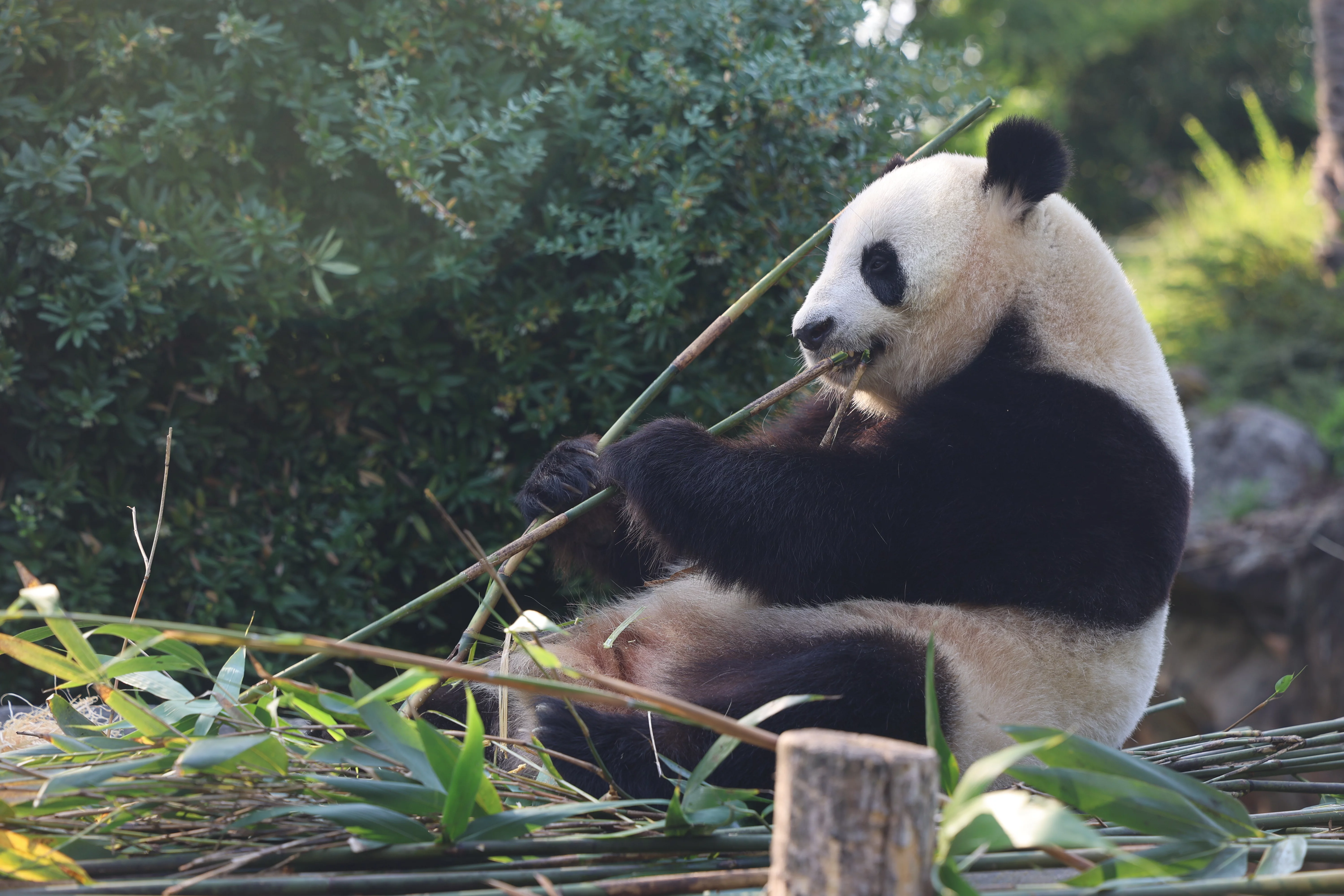 ZooParc de Beauval