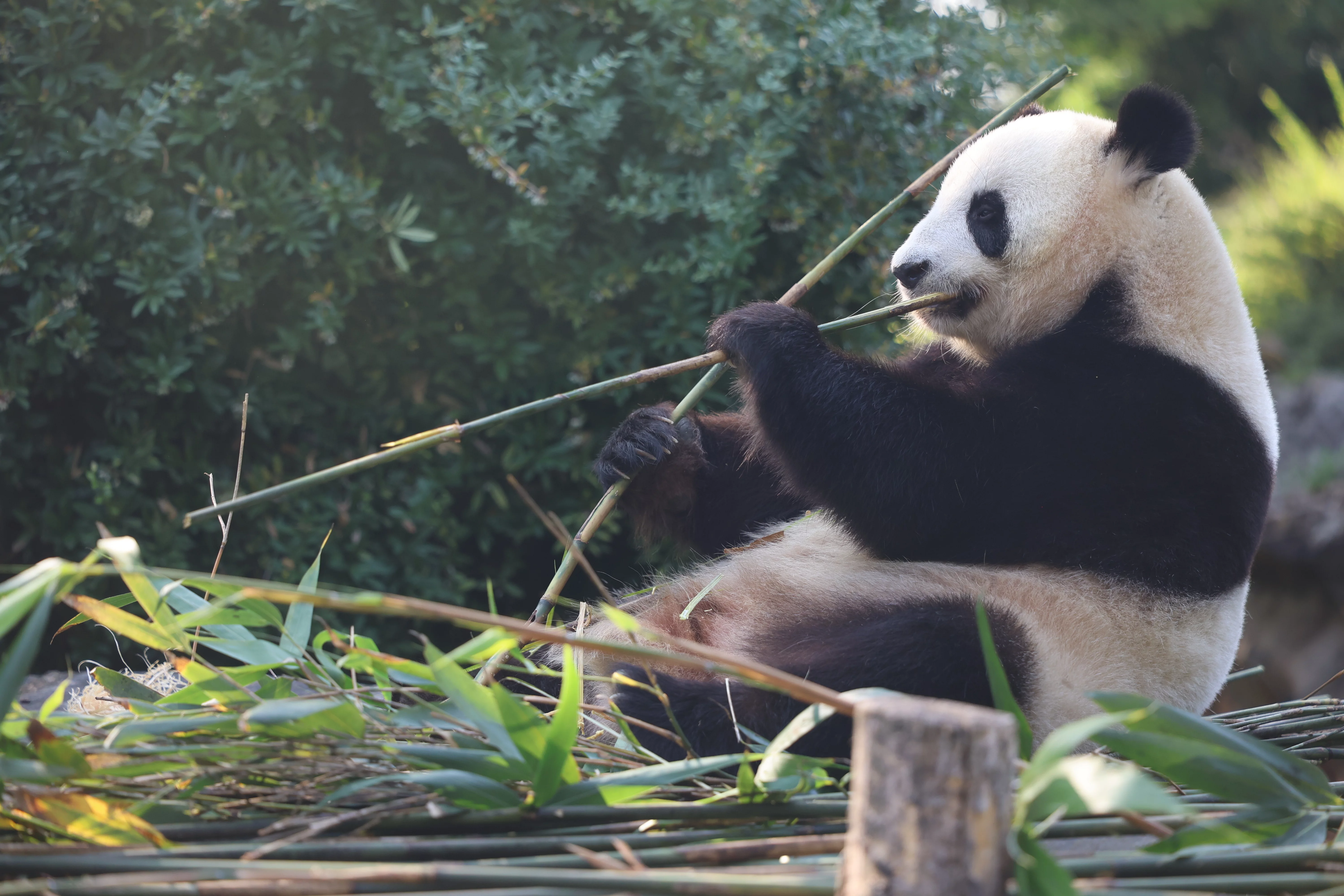 ZooParc de Beauval