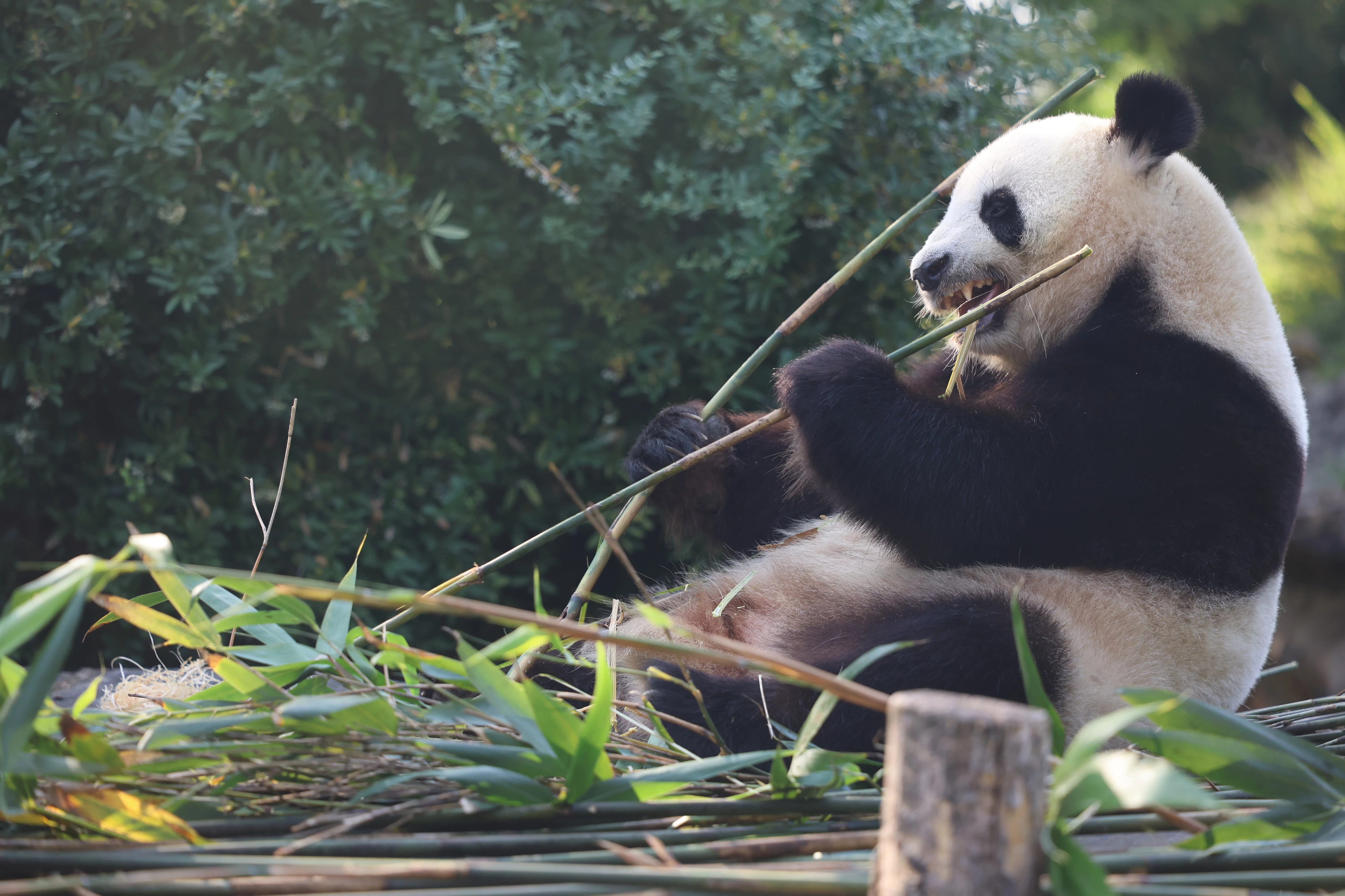 ZooParc de Beauval