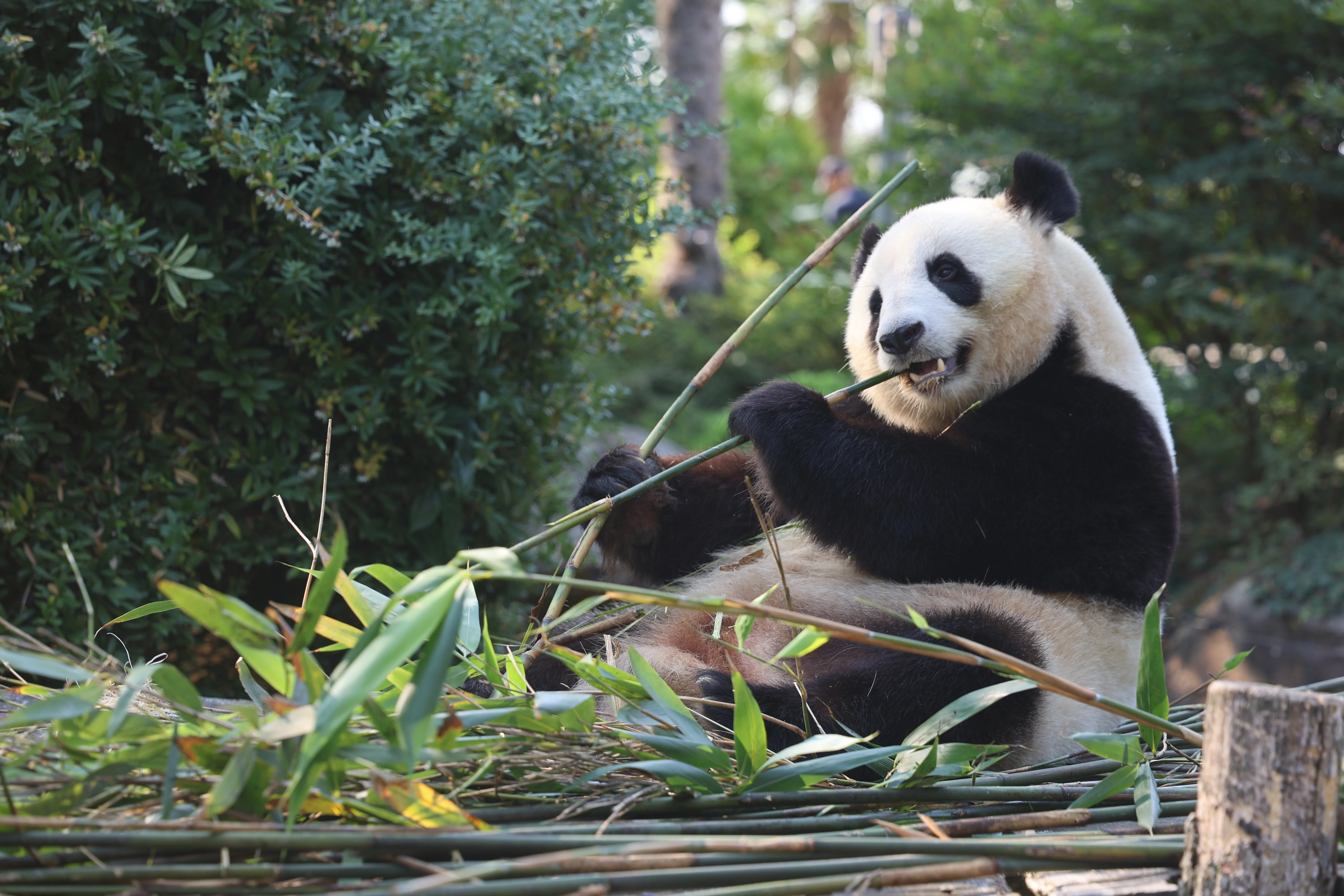 ZooParc de Beauval