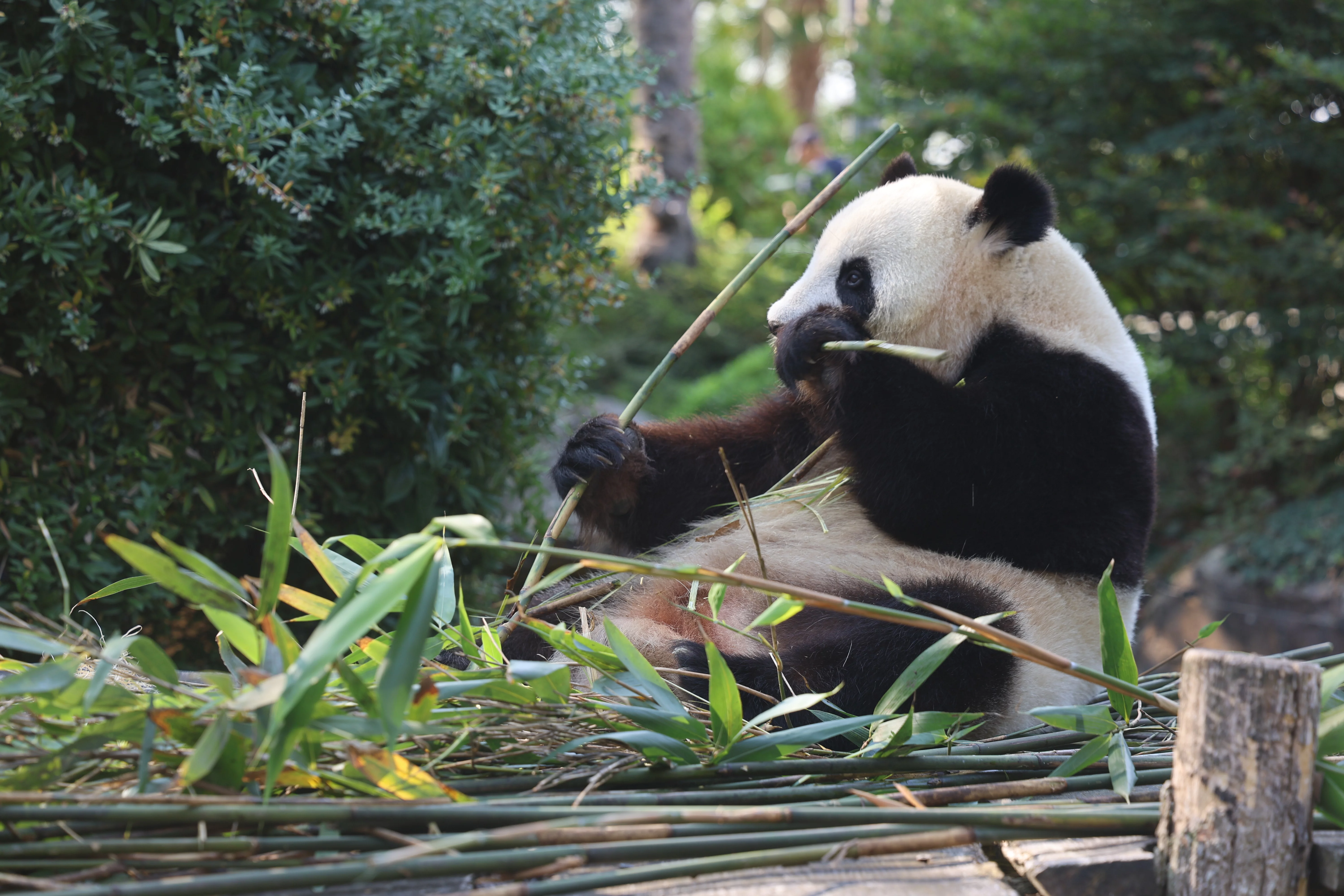 ZooParc de Beauval
