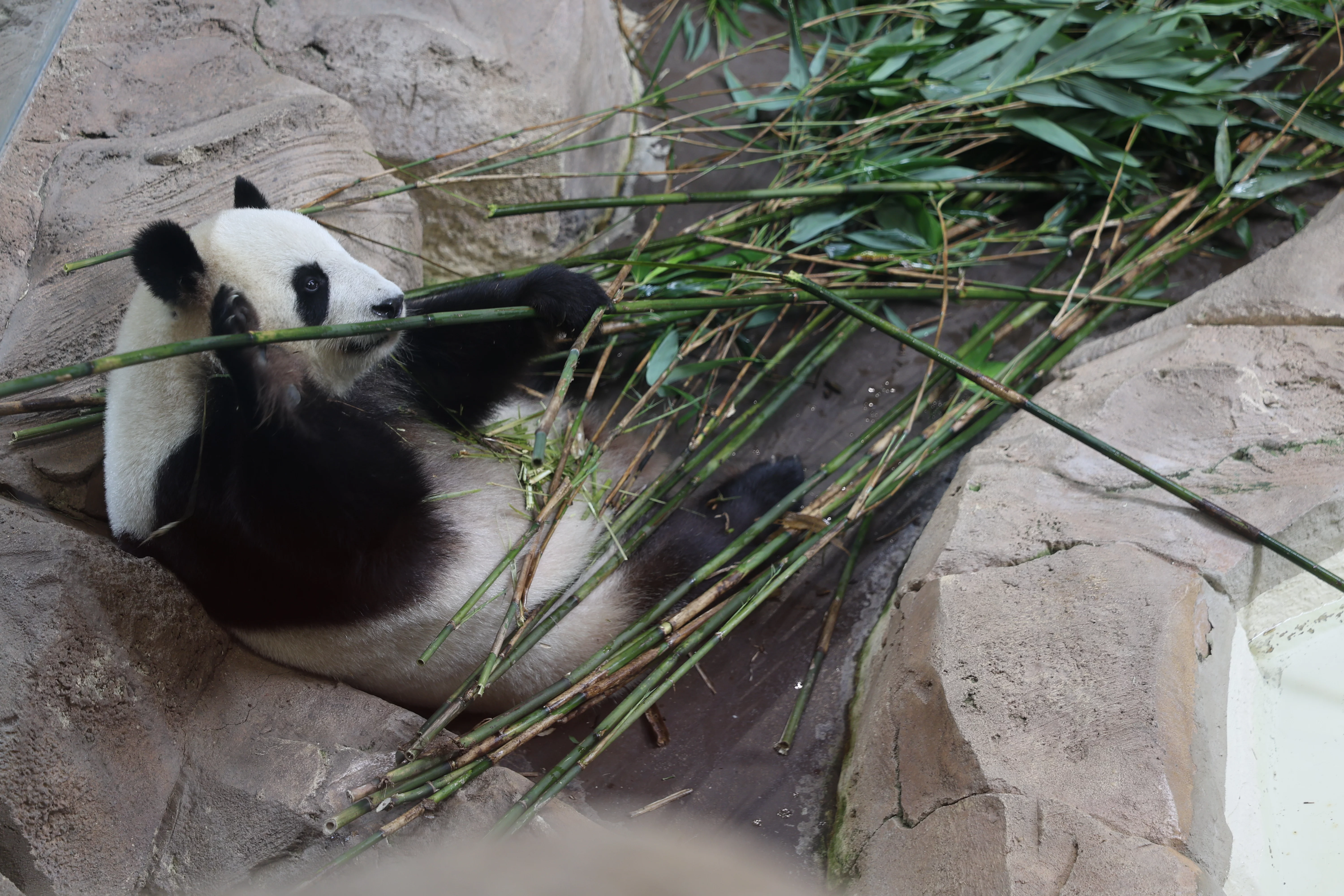 ZooParc de Beauval