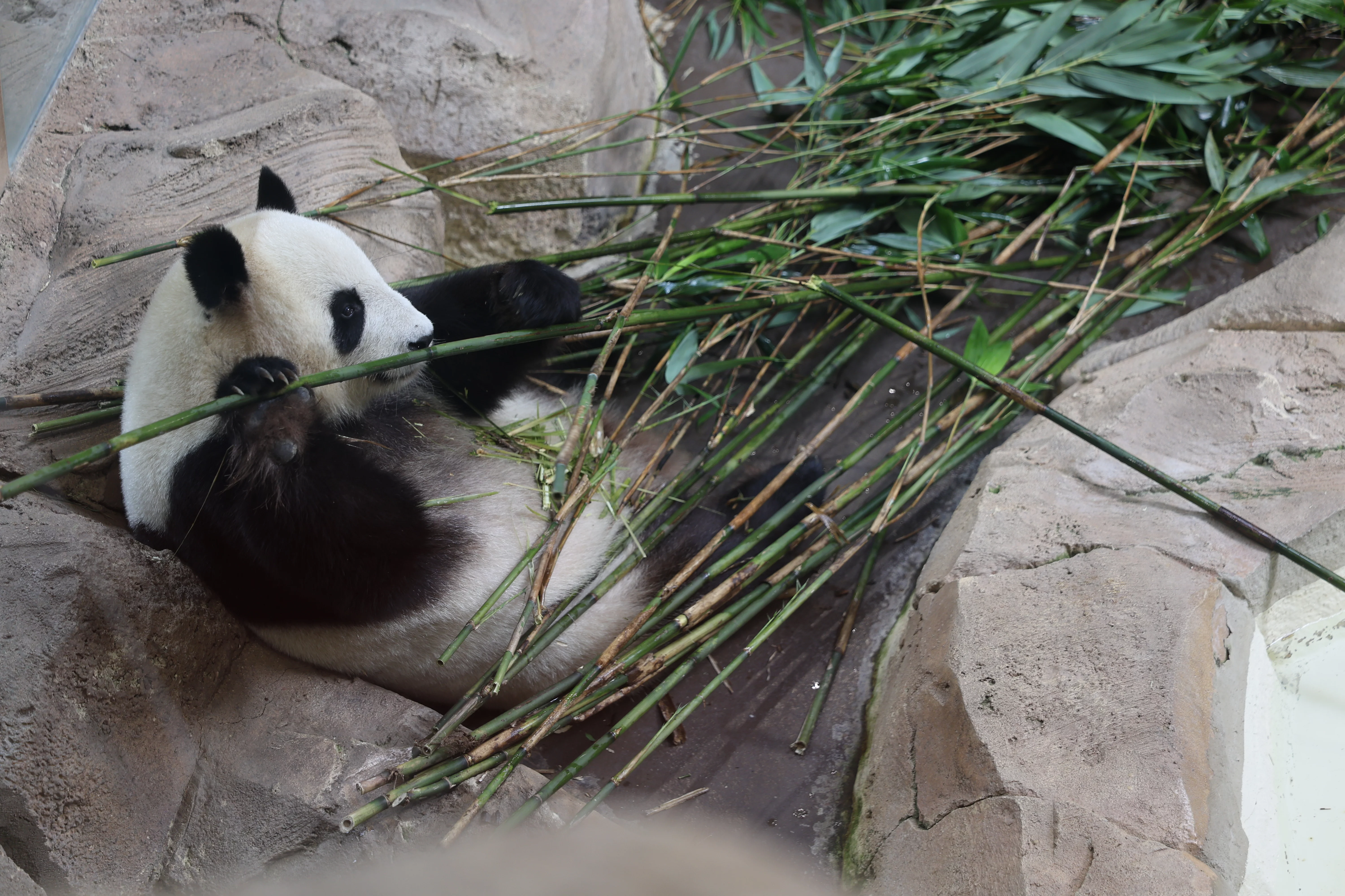 ZooParc de Beauval